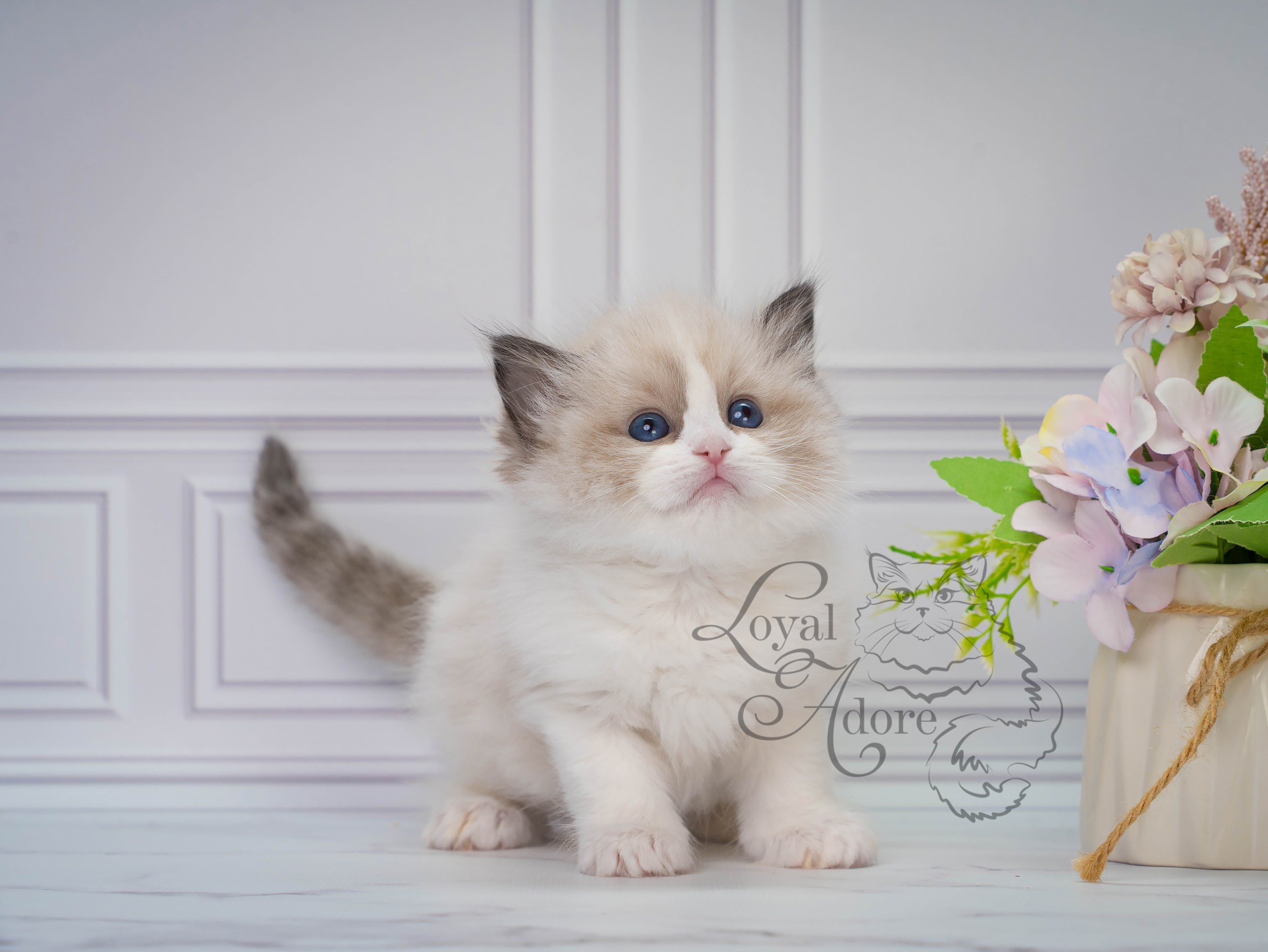 Котята рэгдолл от Loyal Adore. Питомник рэгдолл Loyal Adore
