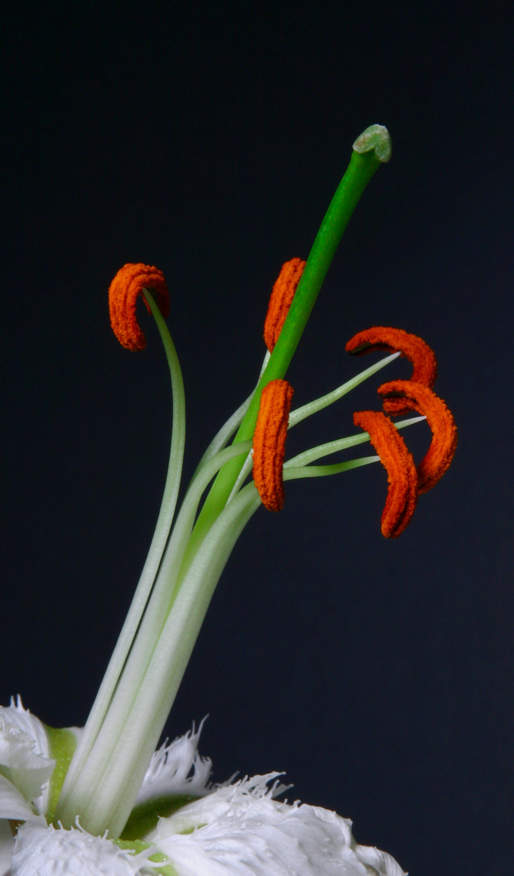 Снимки из прошлого. Фотограф в Москве, Георгий Бучукури