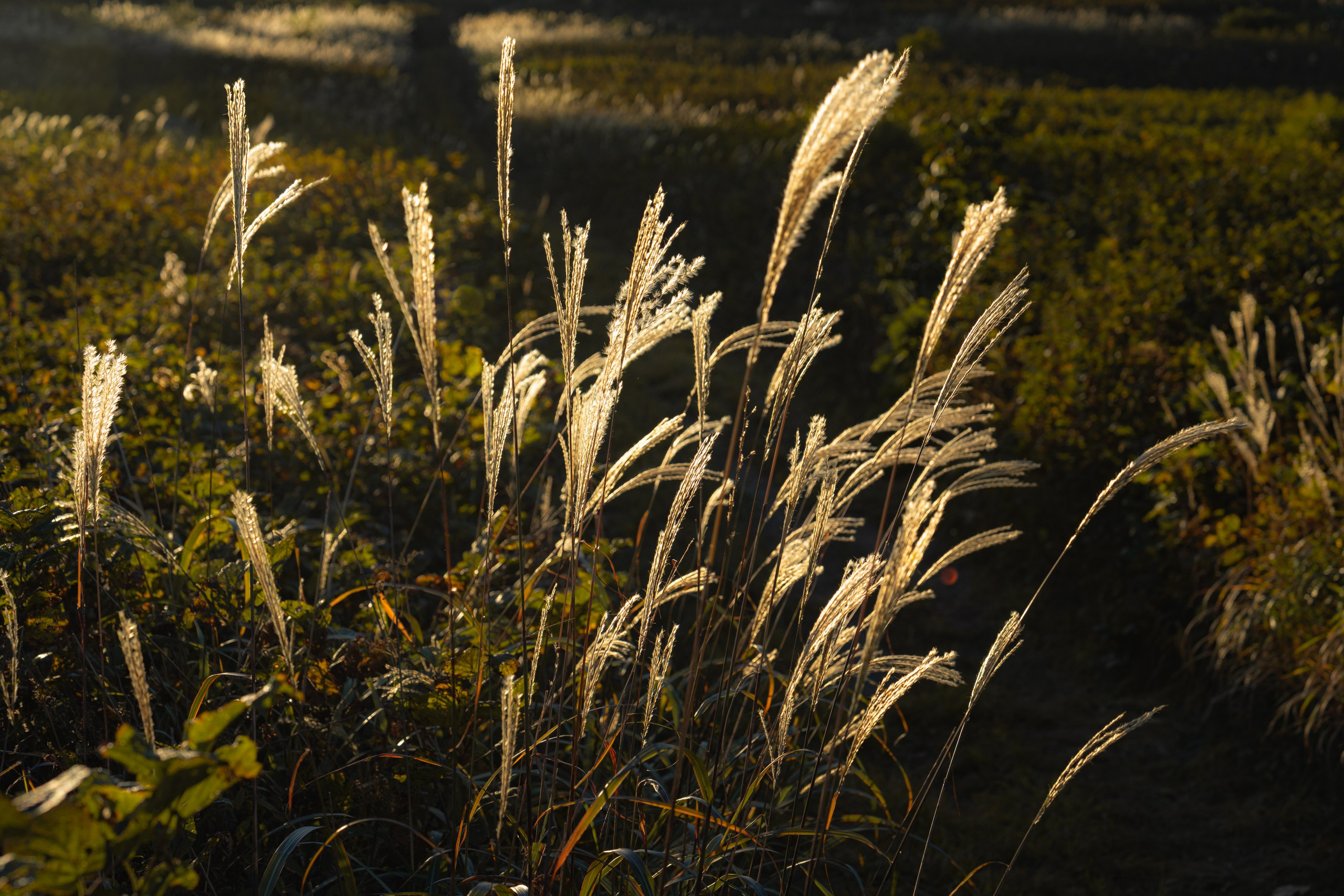 Бухта Льва | Мыс Сосновый. Иван Зайцев (IZIART) — создание культурного кода через фото и видео