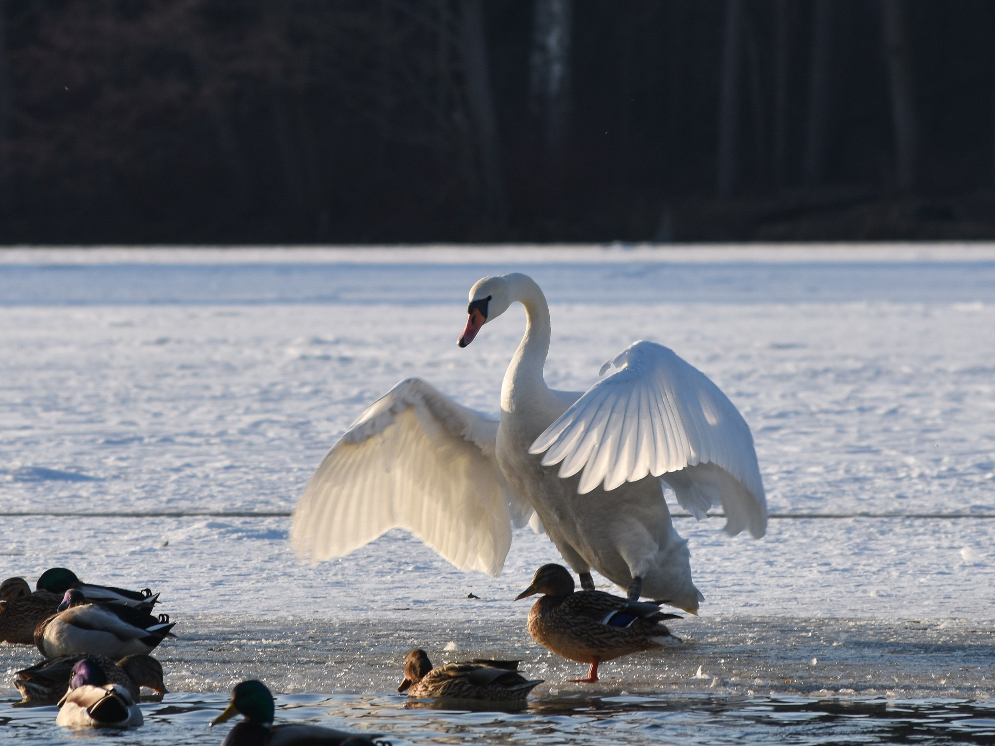 В созвучии с природой. Фотограф Светлана В. Пронина, Москва
