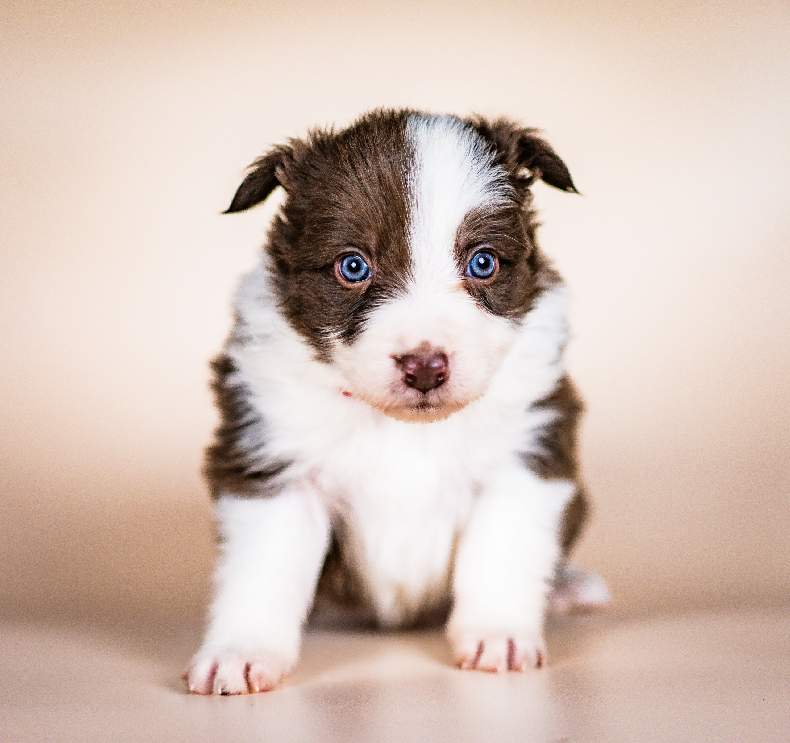Фритсвит. Семейный фотограф Ефремова Виктория