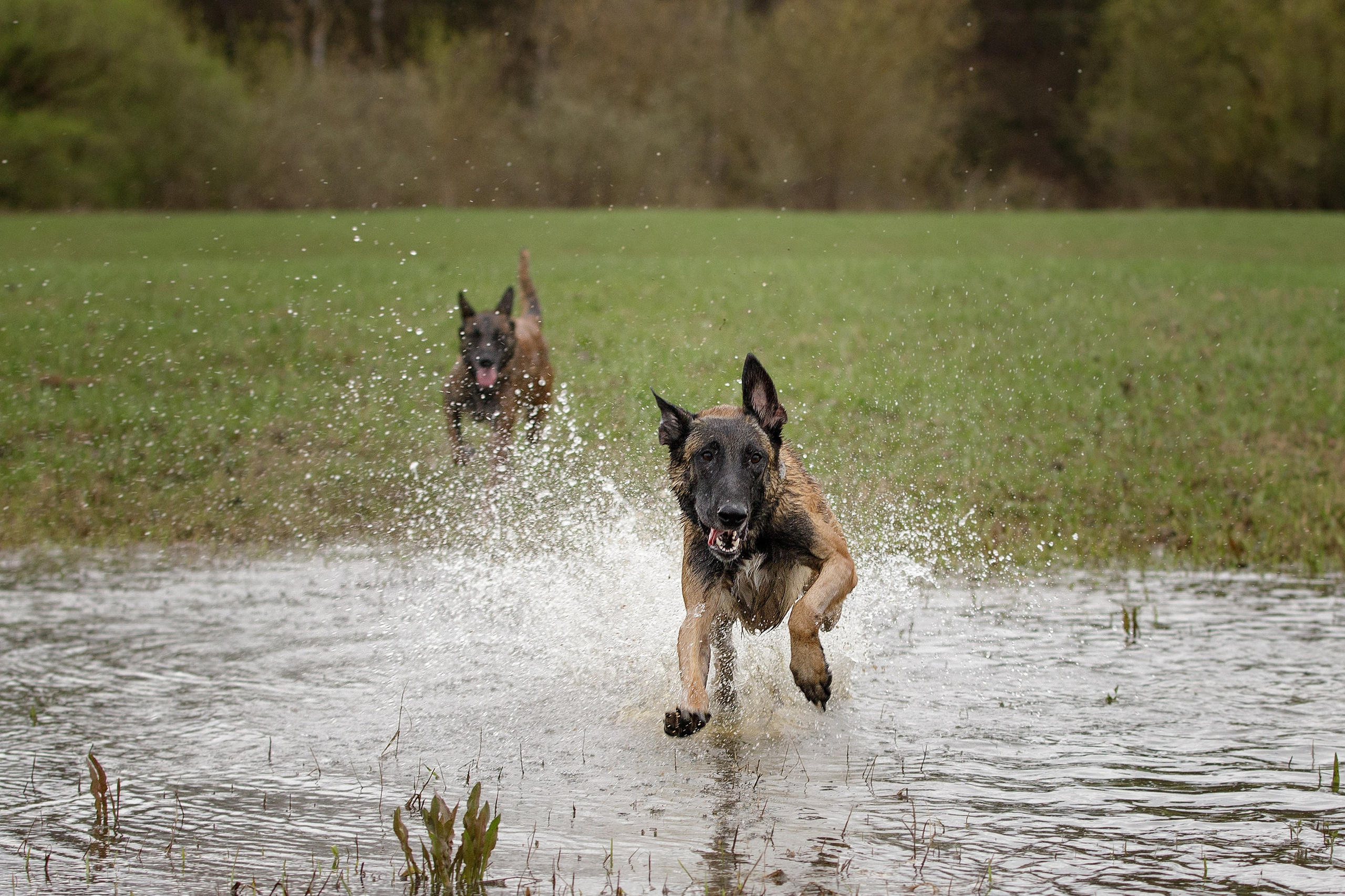 Рапира, Гудди и Вельвет. Фотограф-анималист в Калуге Мария Шерскова