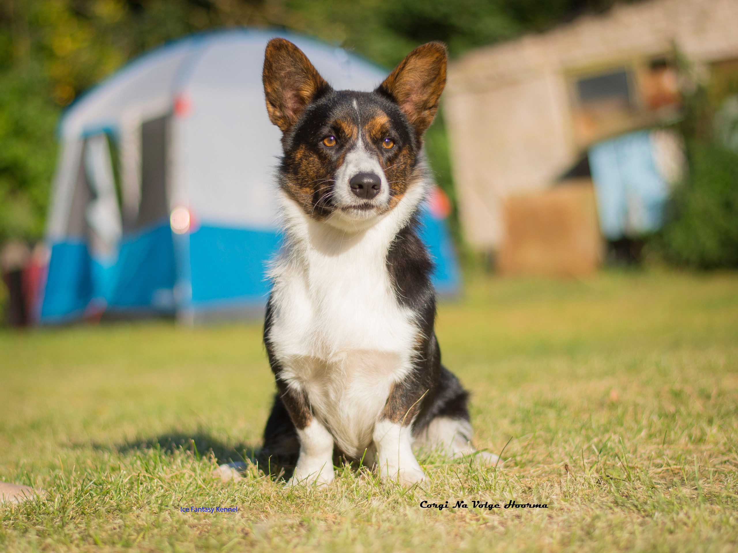 Вельш корги кардиган Corgi Na Volge Hoorma БУСИНА. Купить щенка Вельш-корги-кардиган в семейном питомнике — Ice Fantasy