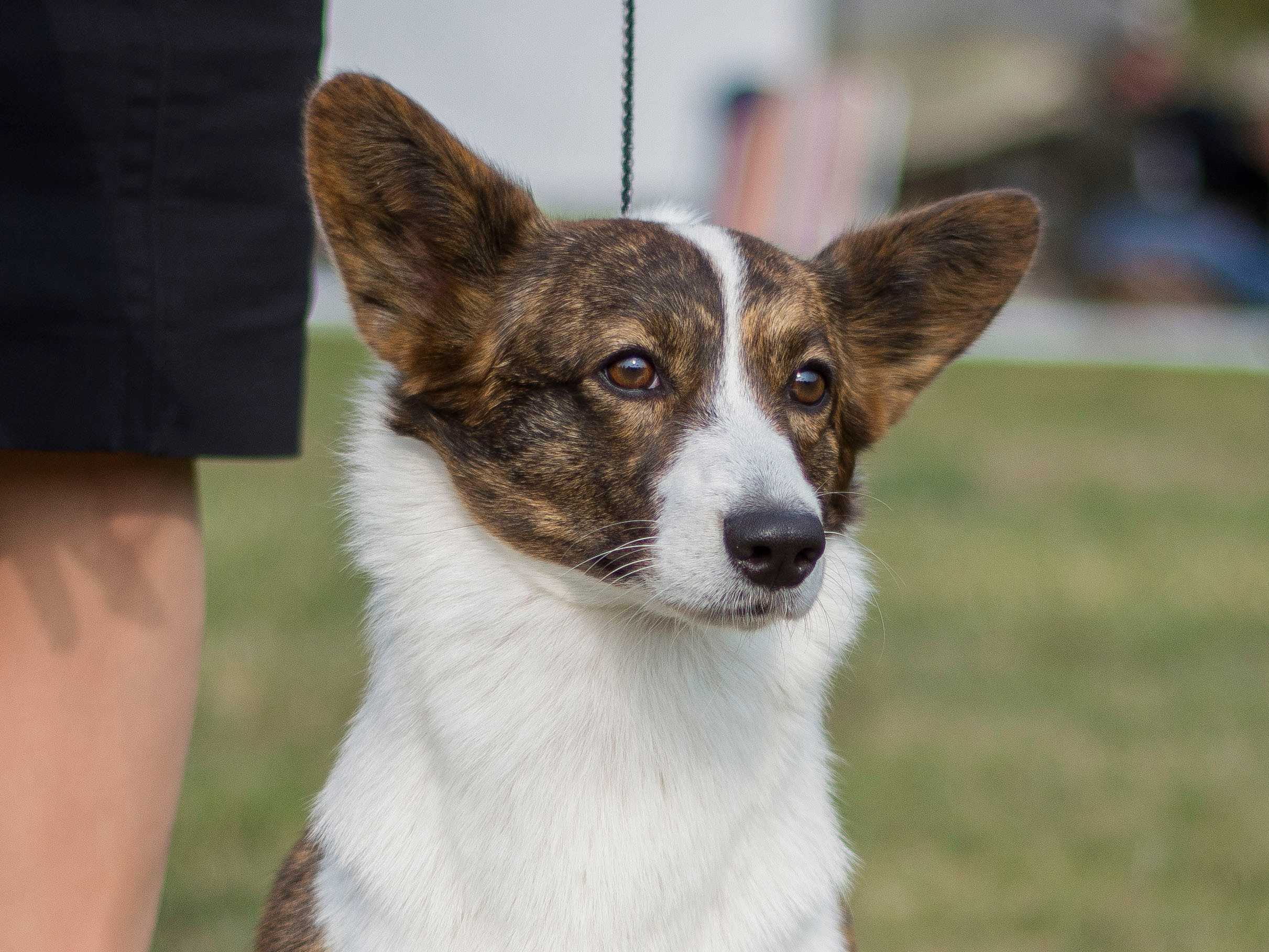 Ice Fantasy Catch Me If You Can КИМБЕРЛИ. Ice Fantasy kennel: professional breeding of Siberian huskies and wels