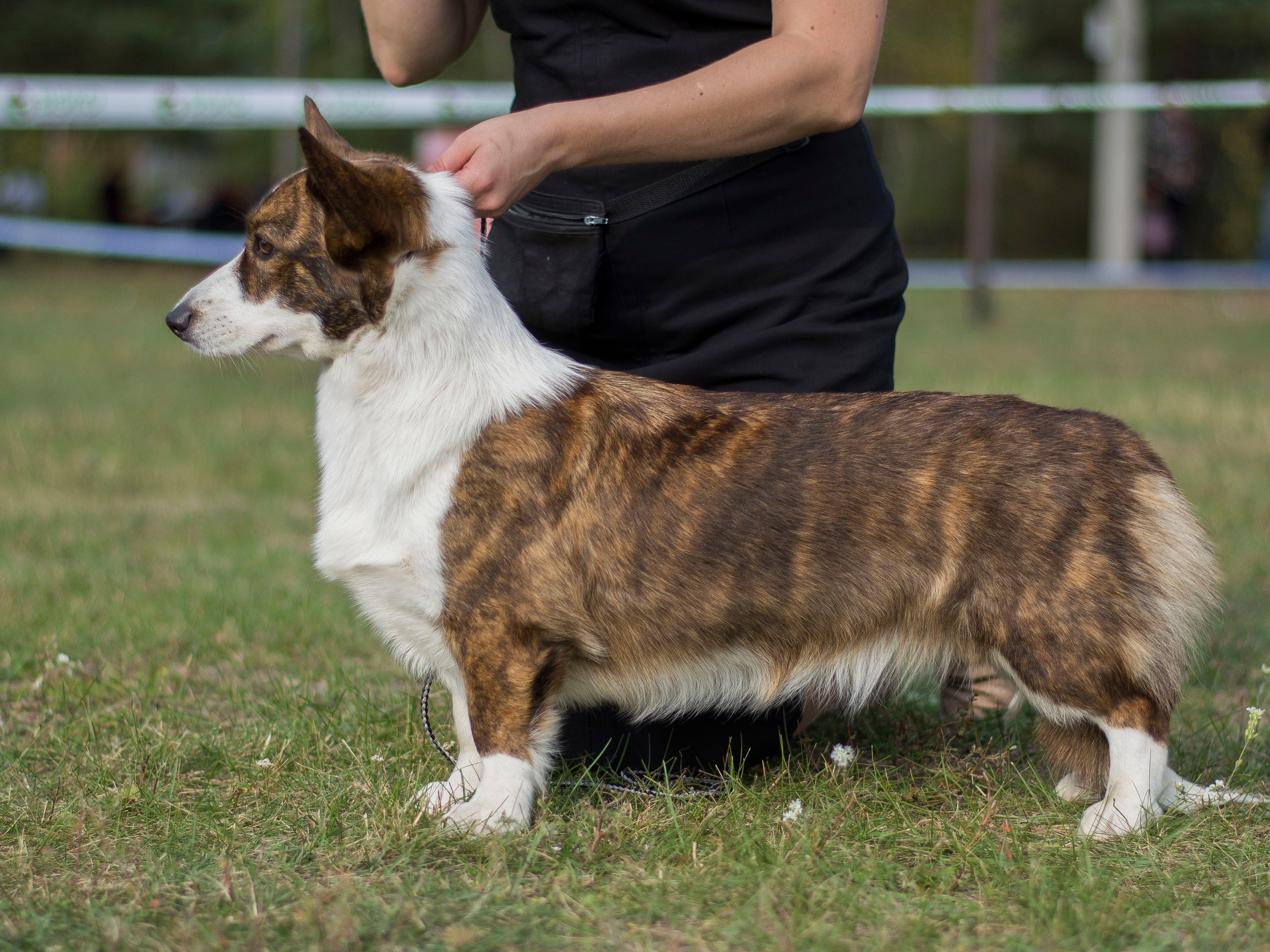 Ice Fantasy Catch Me If You Can КИМБЕРЛИ. Ice Fantasy kennel: professional breeding of Siberian huskies and wels