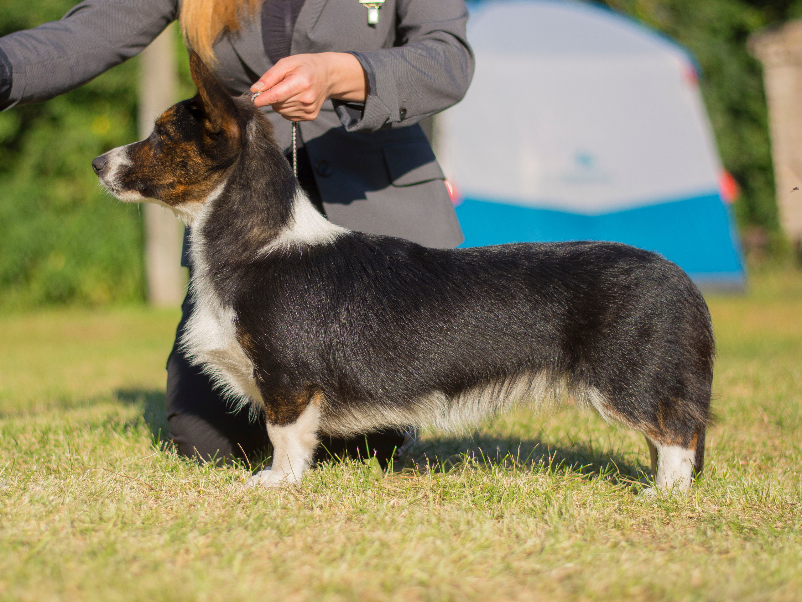 Вельш корги кардиган Corgi Na Volge Hoorma БУСИНА. Купить щенка Вельш-корги-кардиган в семейном питомнике — Ice Fantasy