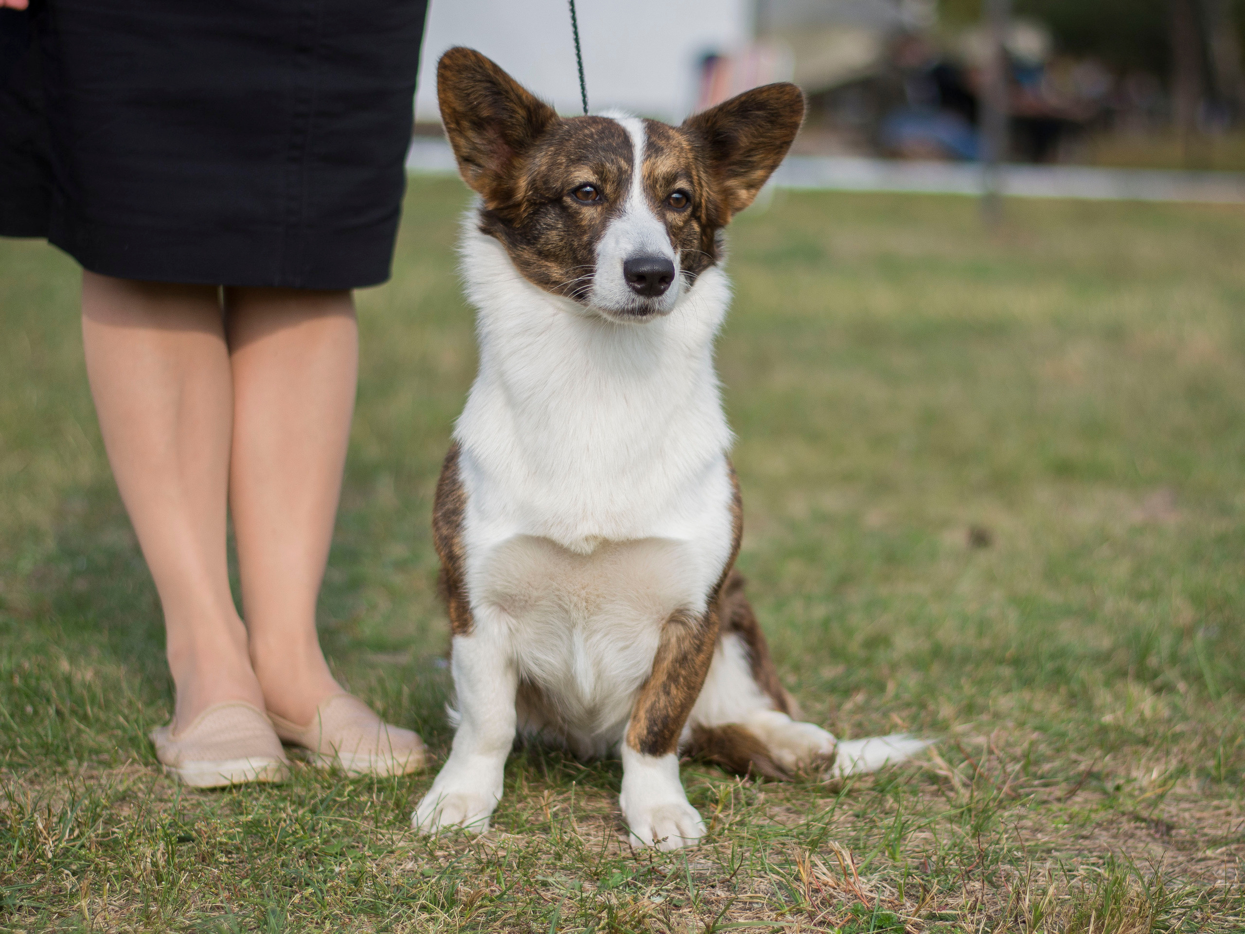 Ice Fantasy Catch Me If You Can КИМБЕРЛИ. Ice Fantasy kennel: professional breeding of Siberian huskies and wels