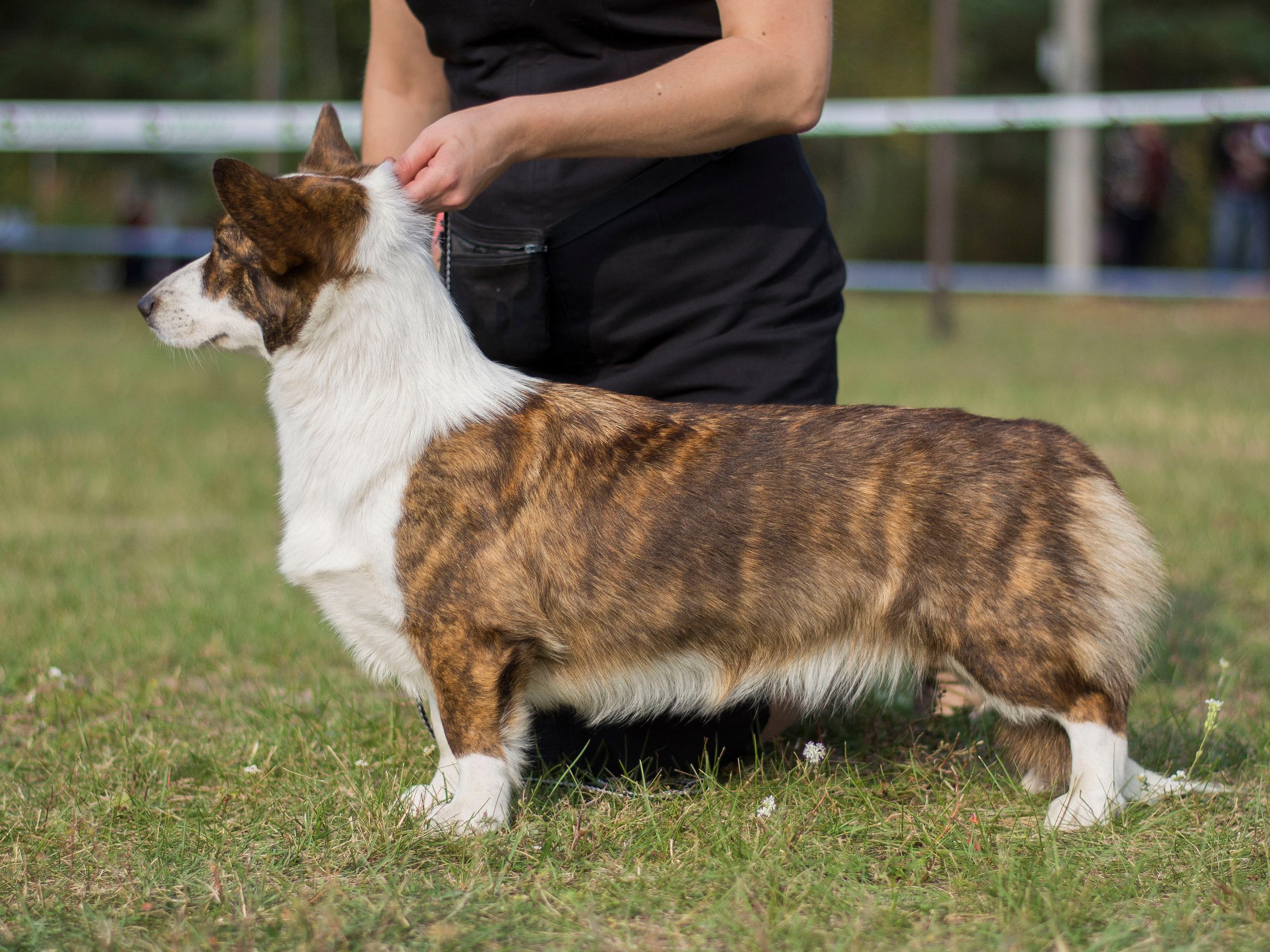 Ice Fantasy Catch Me If You Can КИМБЕРЛИ. Ice Fantasy kennel: professional breeding of Siberian huskies and wels