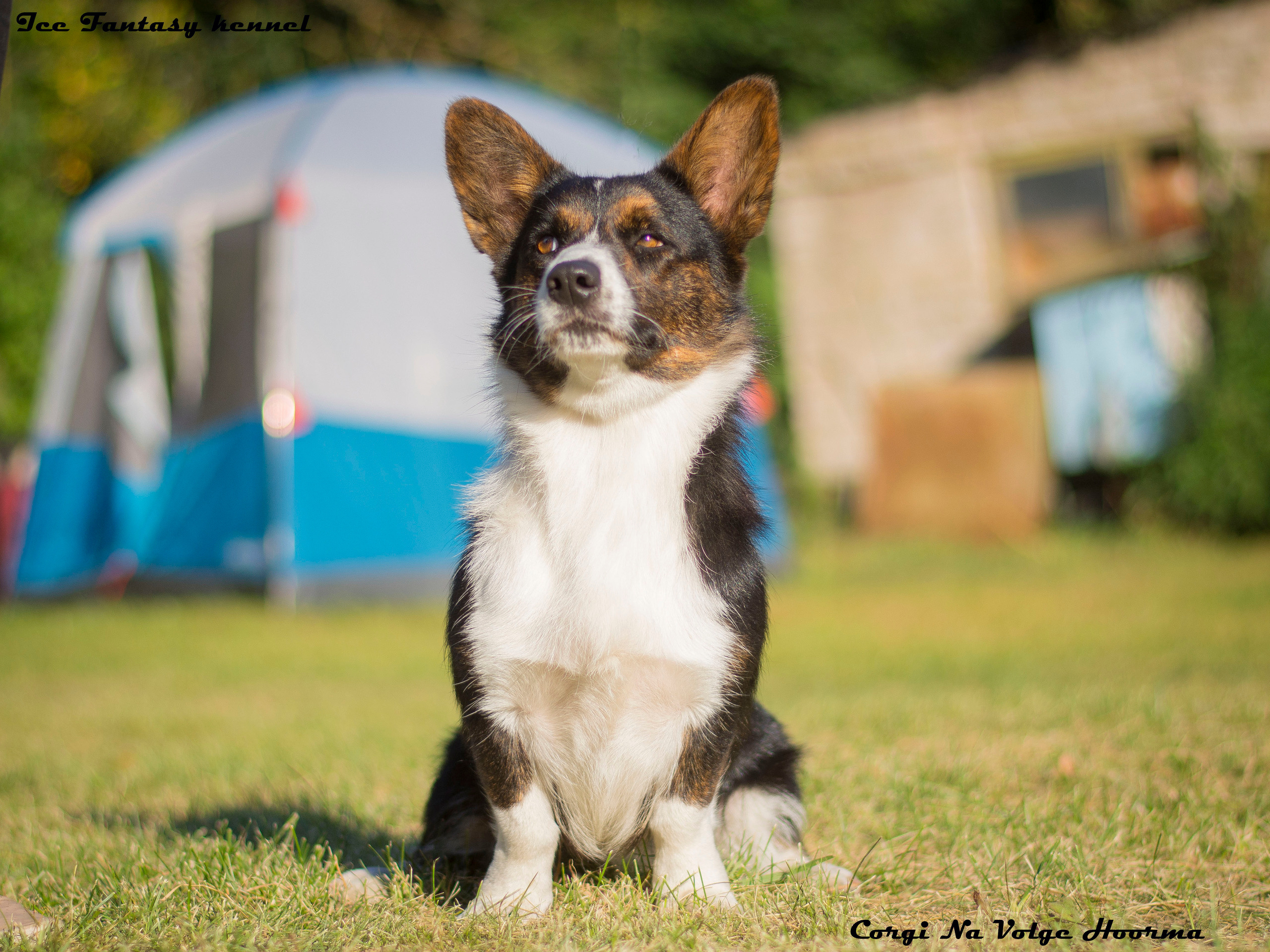 Вельш корги кардиган Corgi Na Volge Hoorma БУСИНА. Купить щенка Вельш-корги-кардиган в семейном питомнике — Ice Fantasy