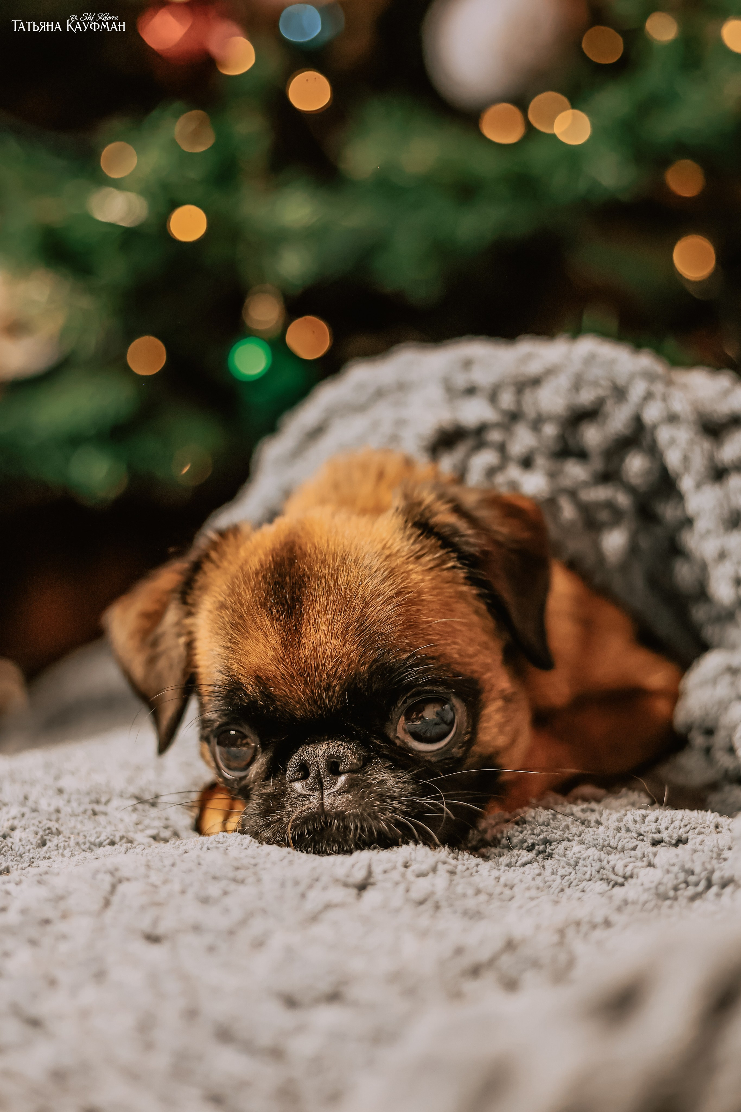 Малый брабансон, фотография брабансон, красивая собака, фотограф анималист, фотокурс Анималистика, научиться фотографировать собак, фотограф Новосибирск