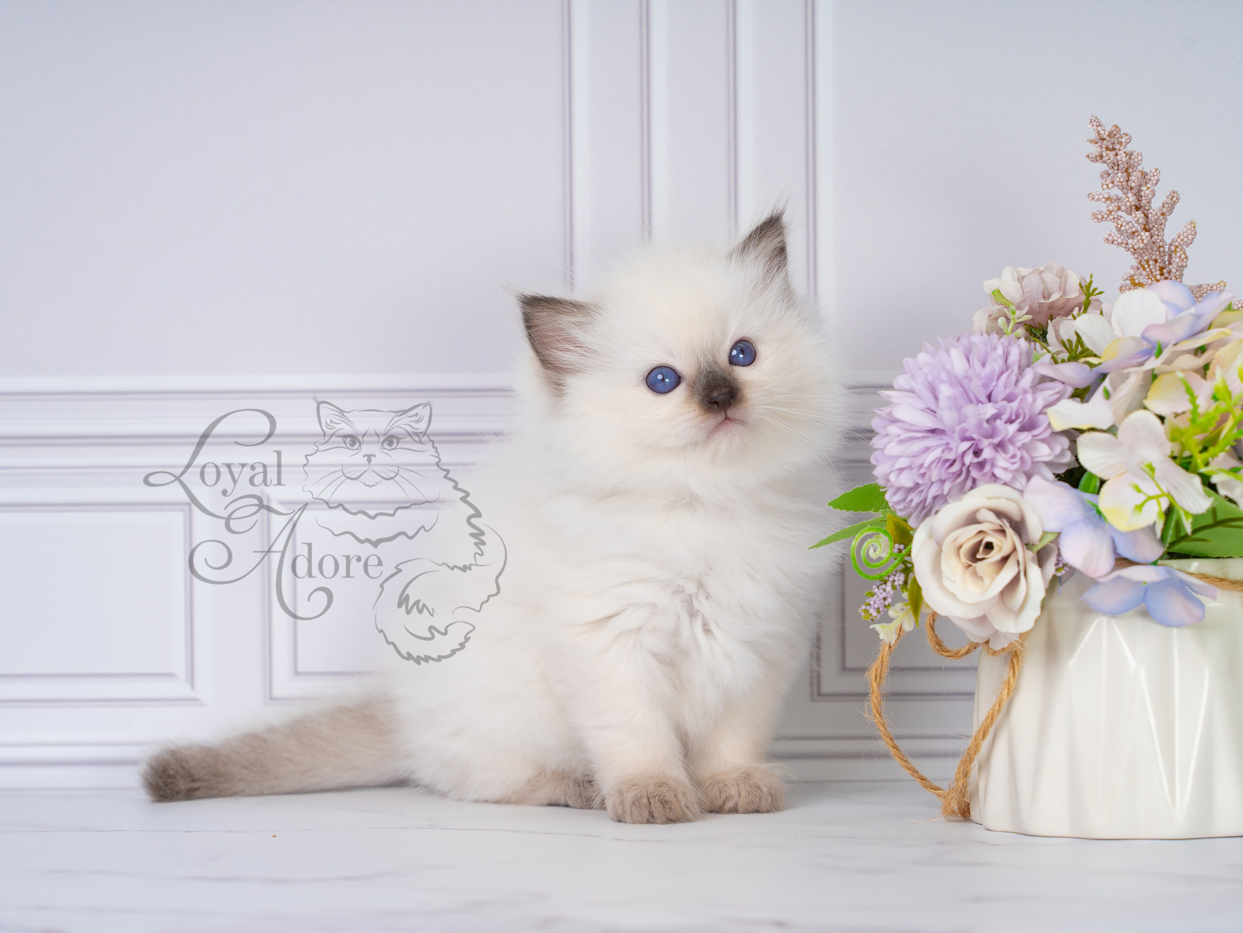 Котята рэгдолл от Loyal Adore. Питомник рэгдолл Loyal Adore