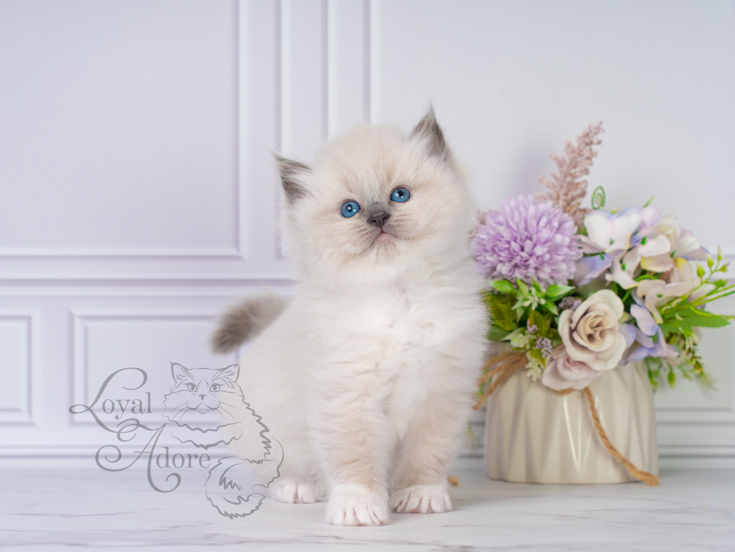Котята рэгдолл от Loyal Adore. Питомник рэгдолл Loyal Adore