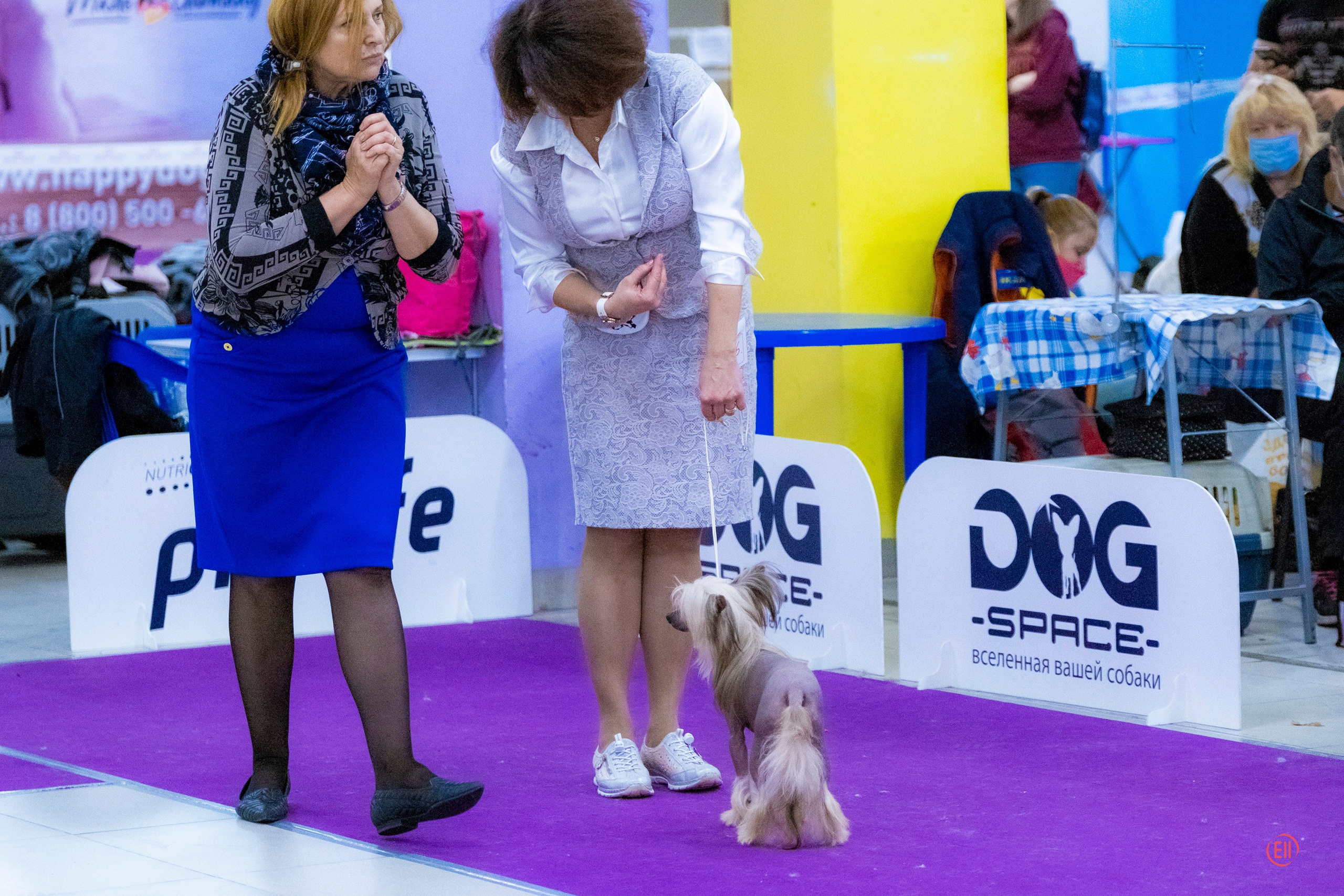 Poale Ell Cooper. Chinese Crested Dog Kennel Poale Ell