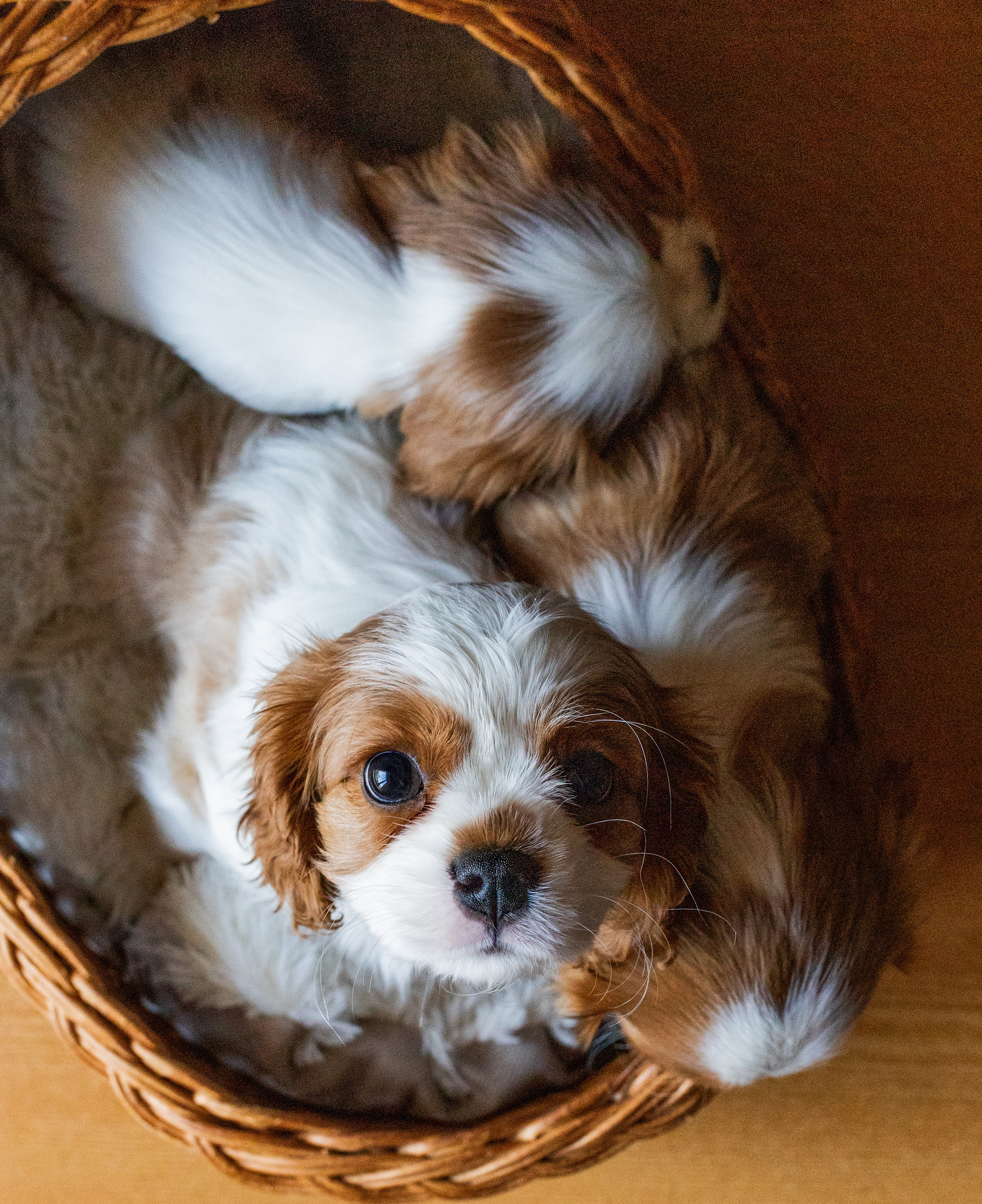 Семейный и детский фотограф в Калининграде Анна Каратай