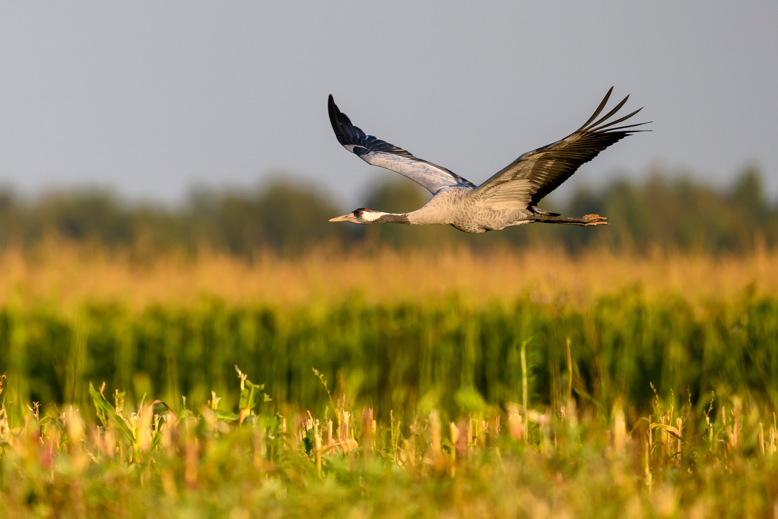 Серый журавль. Фотограф Сергей Пупонин