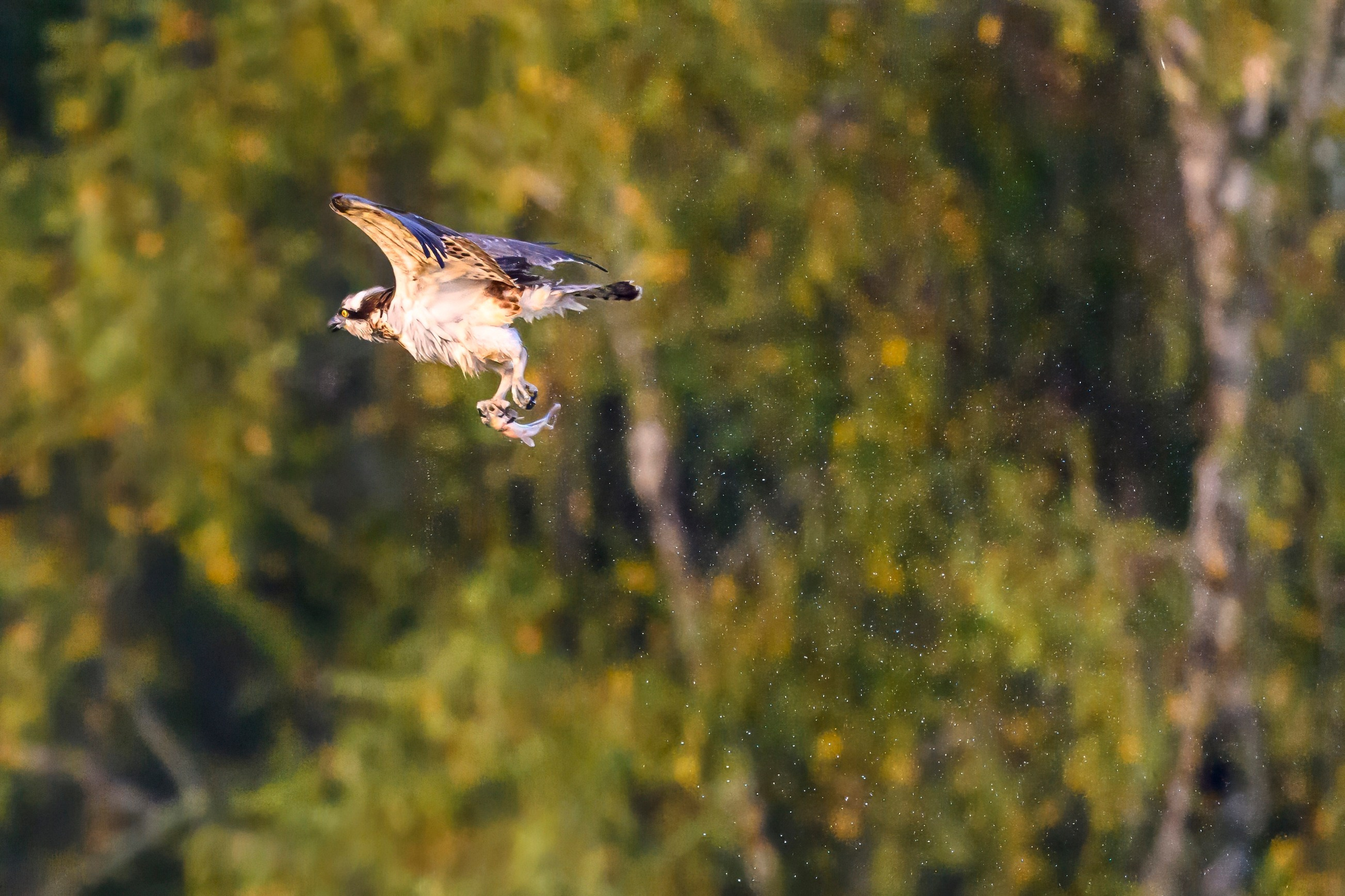 Скопа и канюк. The Osprey and the Buzzard. Фотограф Сергей Пупонин