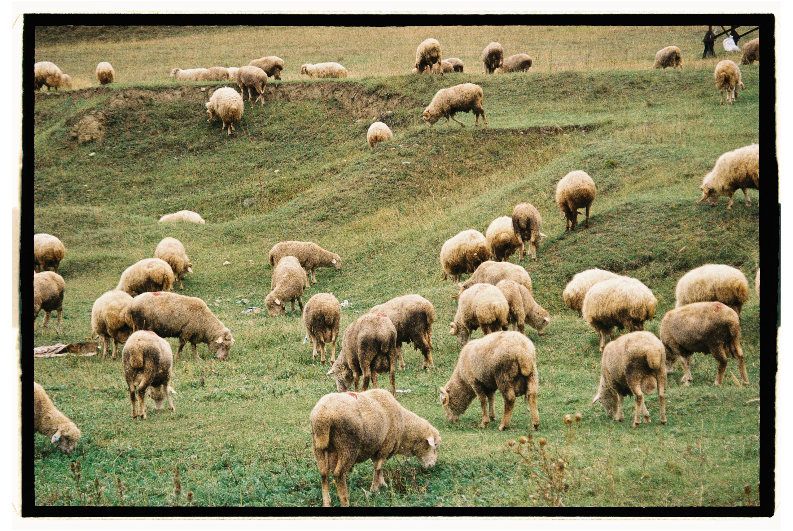 Заметки путешественника. Свадебный фотограф Елизавета Беляева