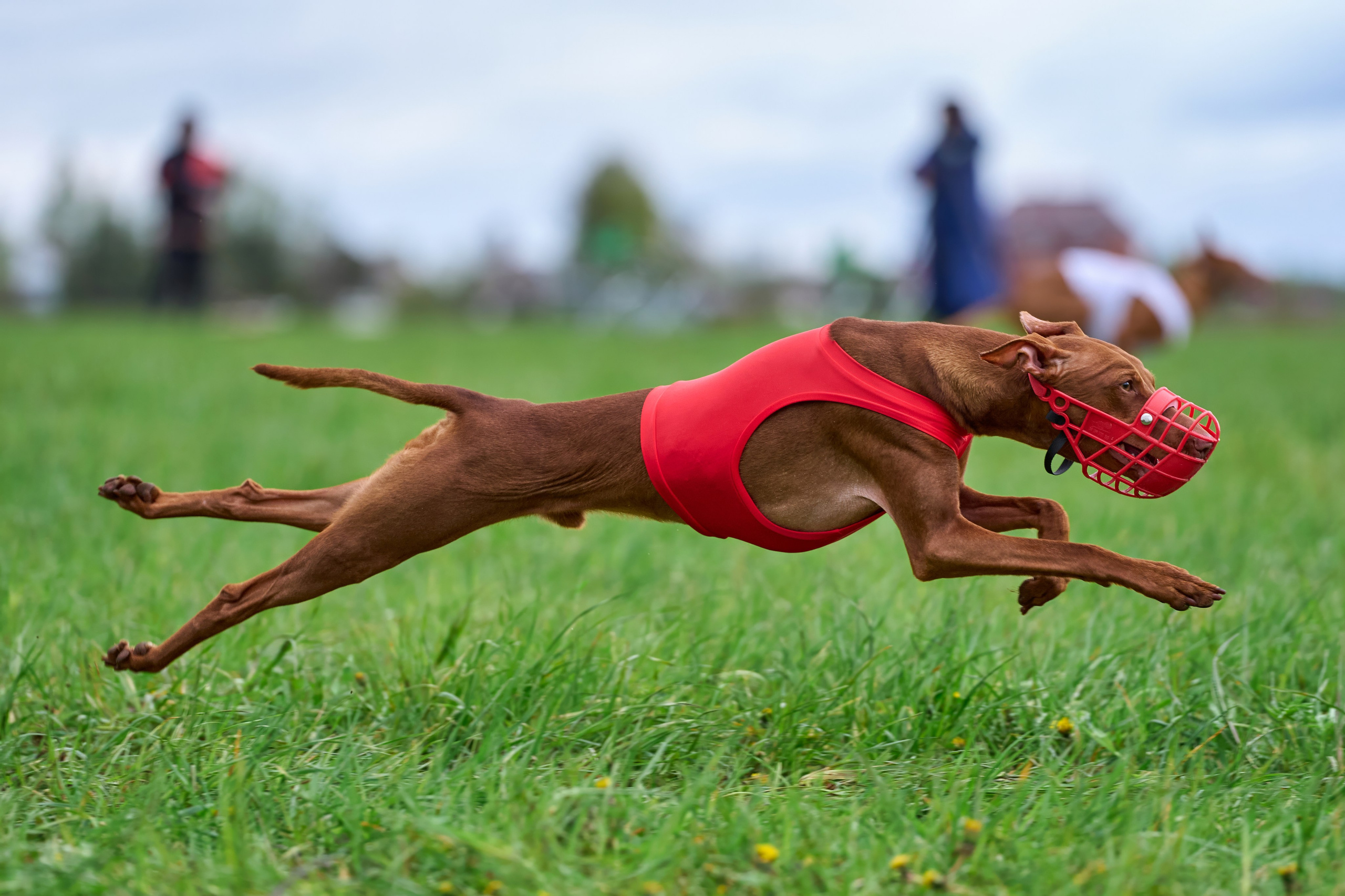 ПЧРКФ по курсингу. Фотограф-анималист Михаил Манухин