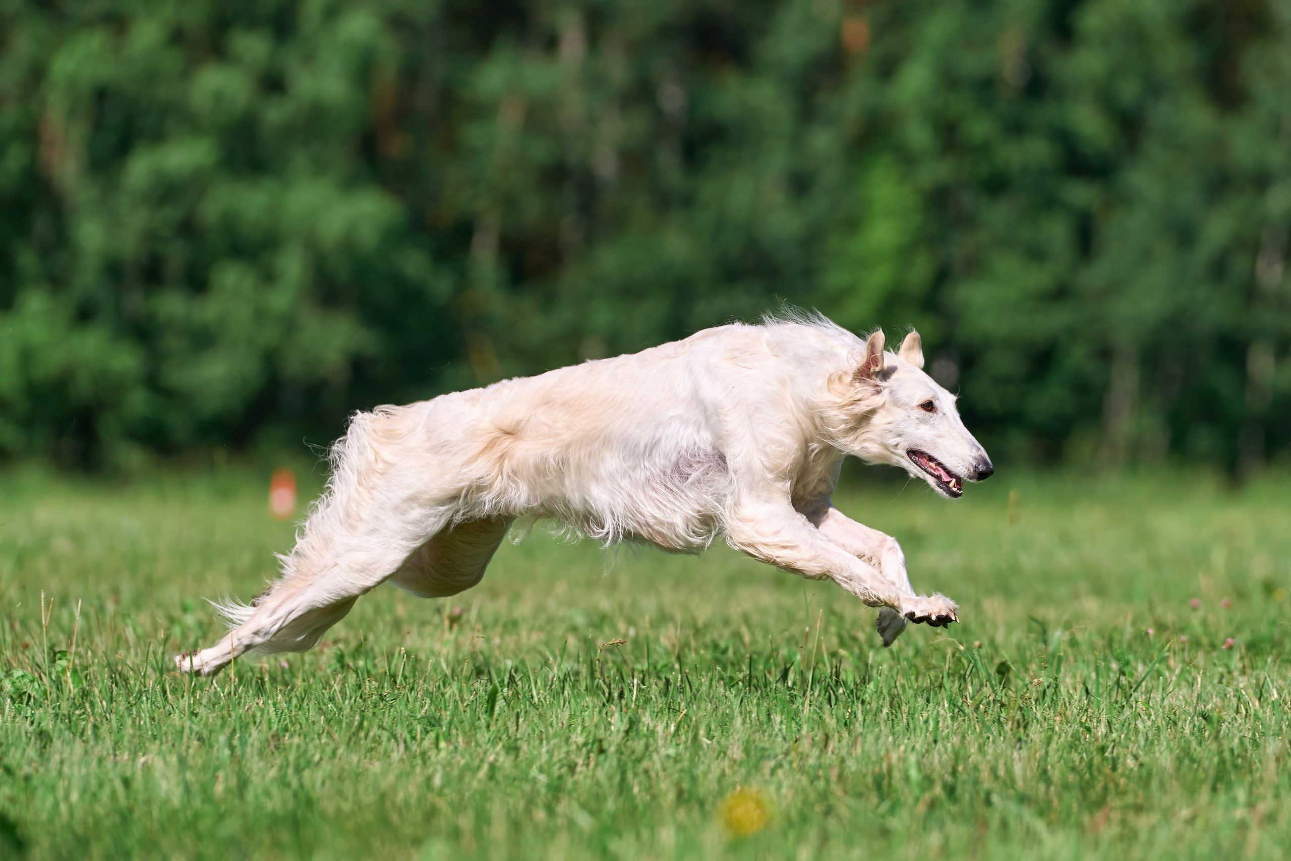 Тренировка по курсингу в Донино. Фотограф-анималист Михаил Манухин