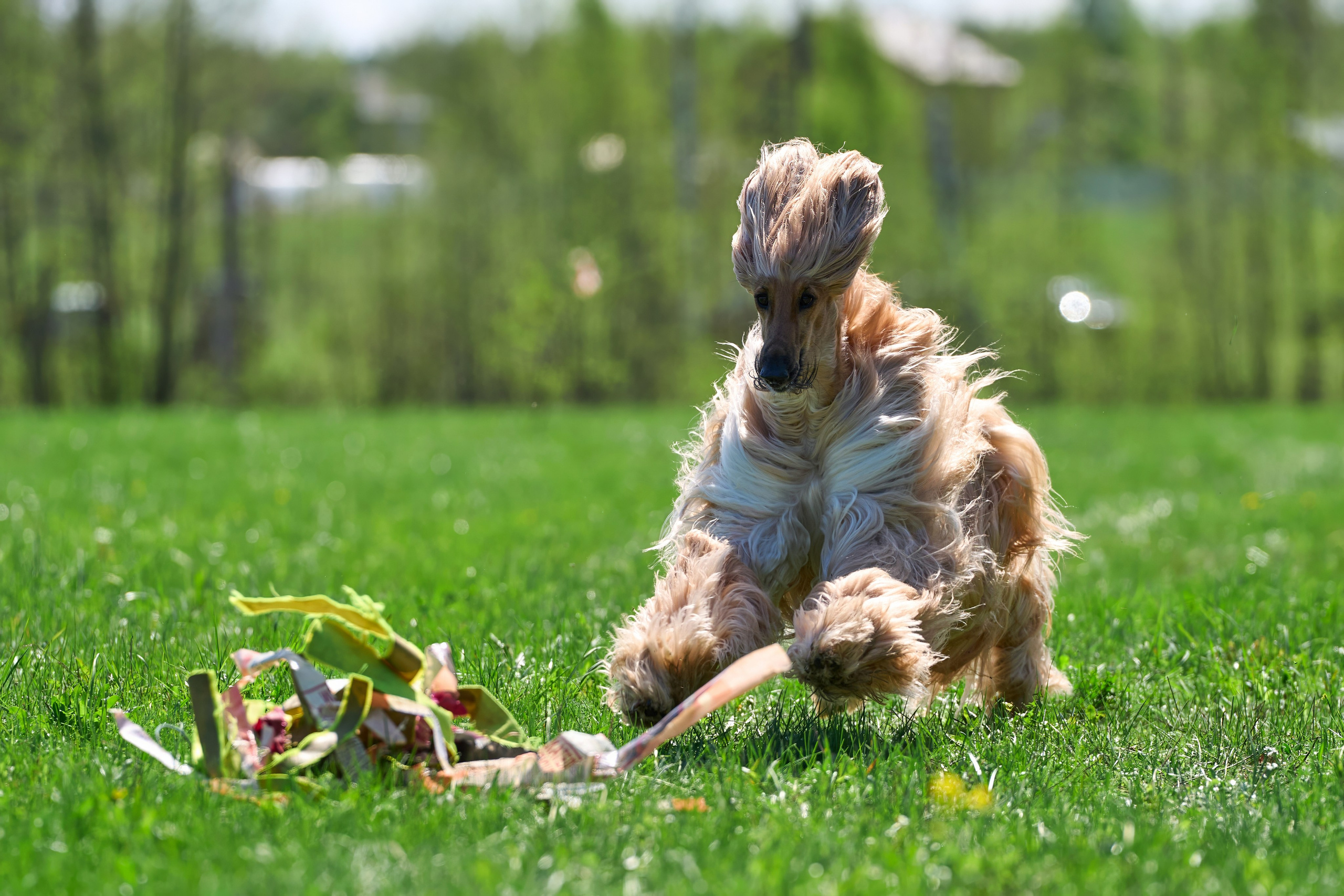 Тренировка по курсингу Донино. Фотограф-анималист Михаил Манухин