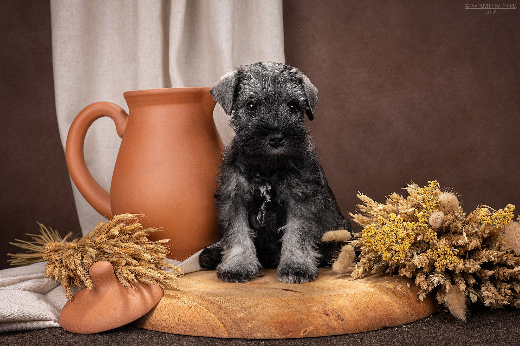 Фотосессия щенков на фонах. Фотограф собак в Москве и Московской области Иванушкина Мария