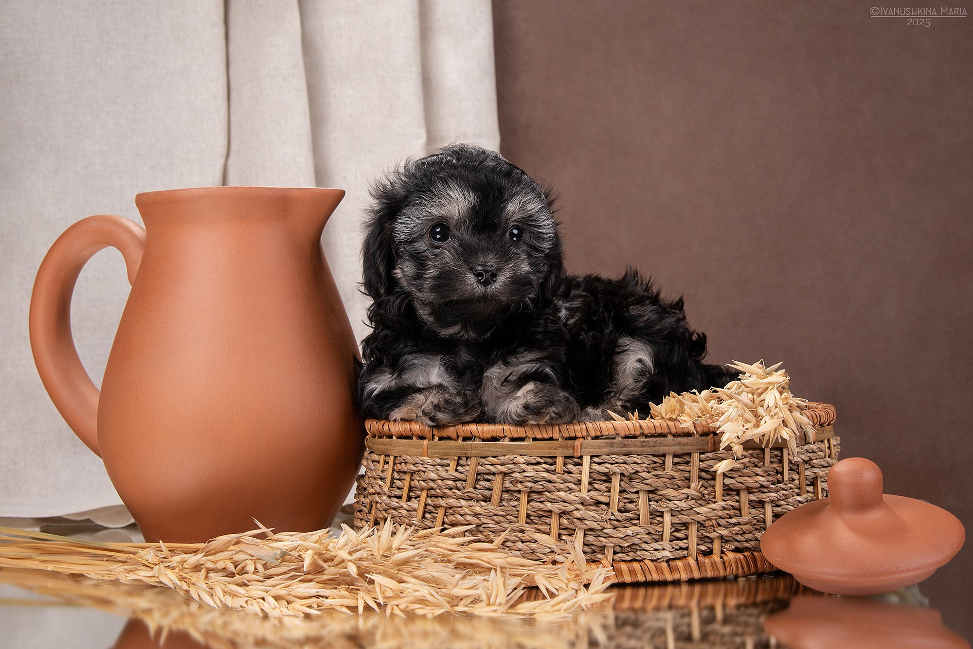 Фотосессия щенков на фонах. Фотограф собак в Москве и Московской области Иванушкина Мария