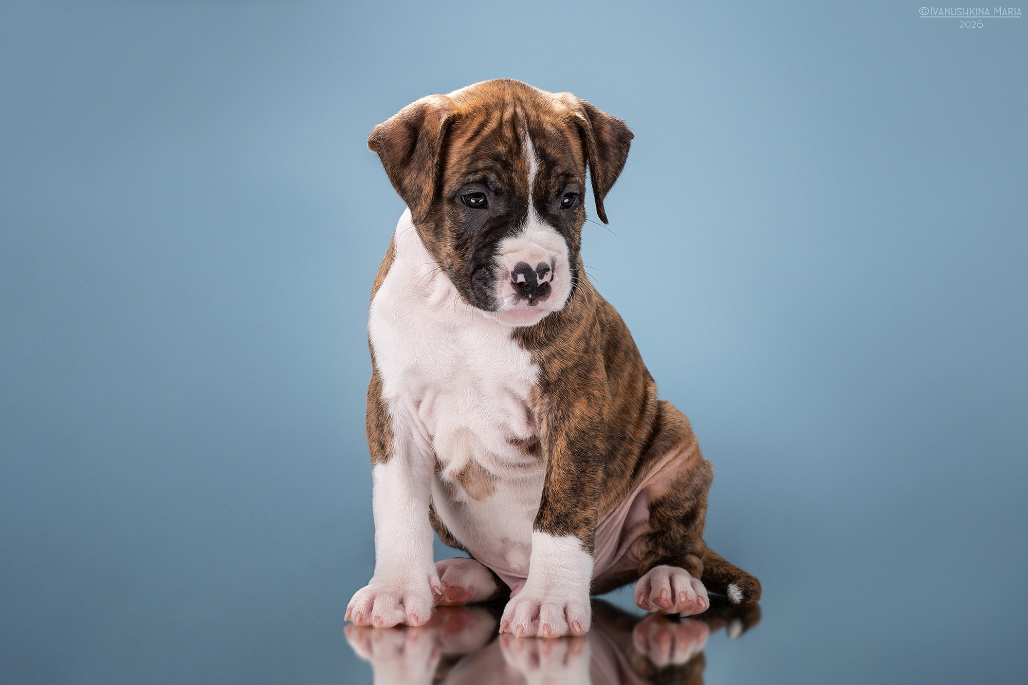 Фотосессия щенков на фонах. Фотограф собак в Москве и Московской области Иванушкина Мария