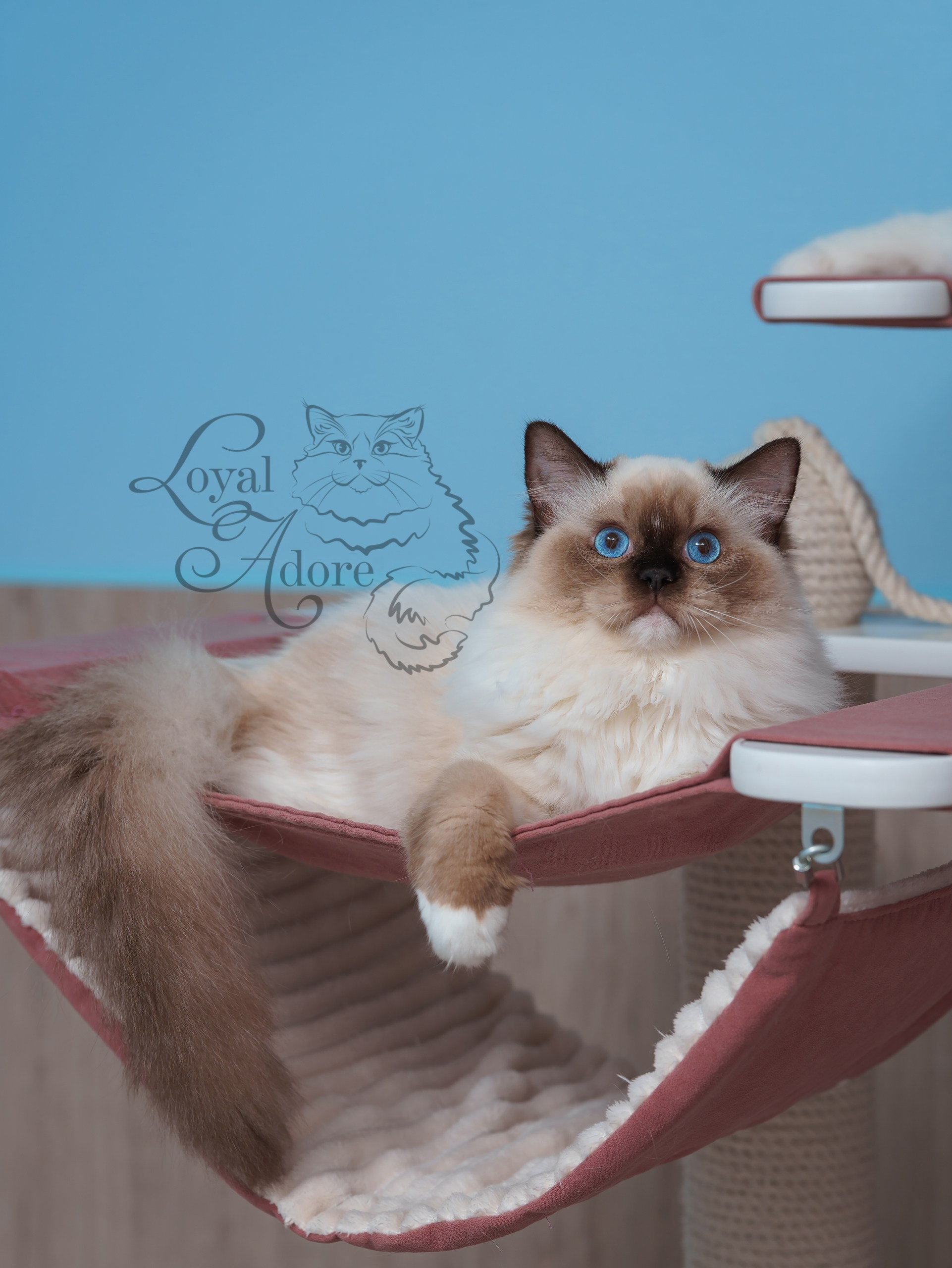 Все свободные котята. Питомник рэгдолл Loyal Adore
