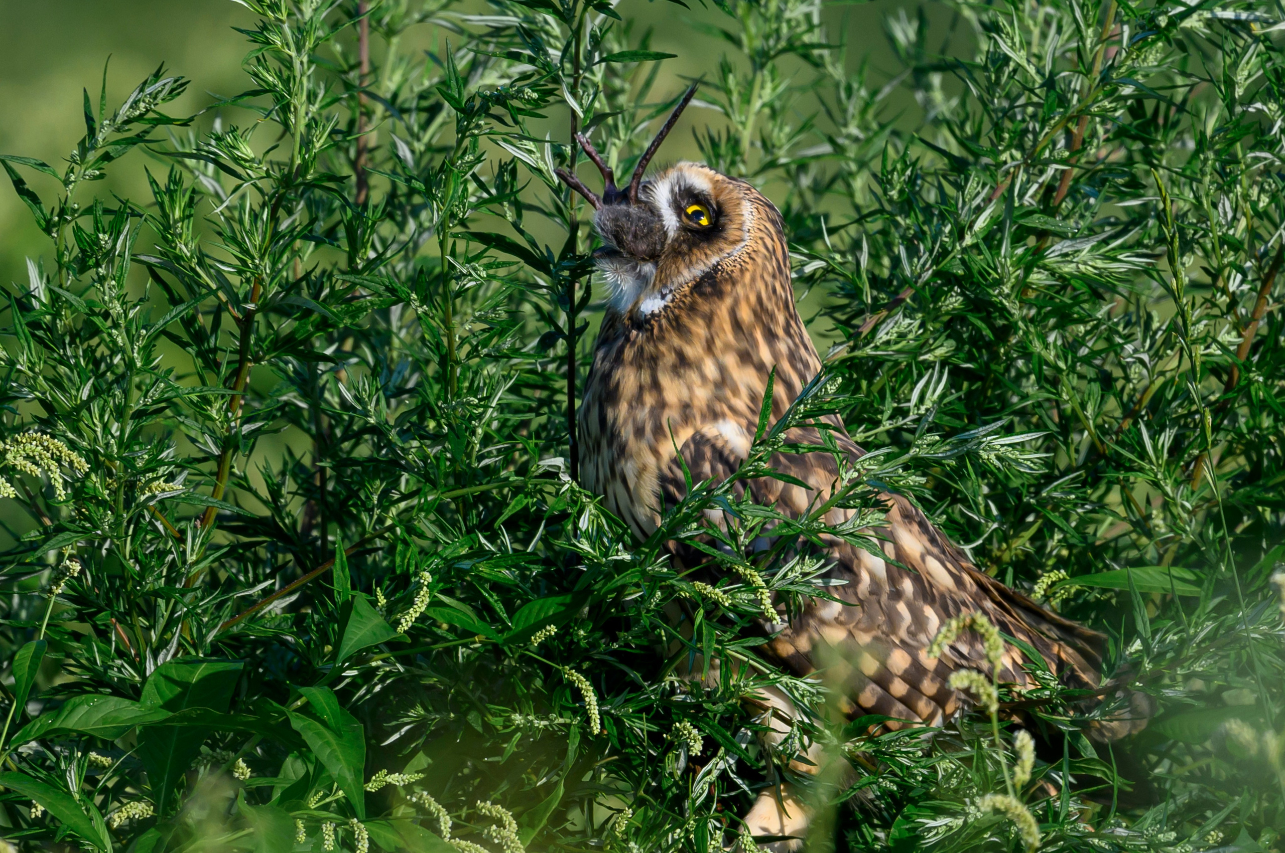 Битва сов и кормление совят. The Owl Battle and Feeding the Nestlings. Фотограф Сергей Пупонин
