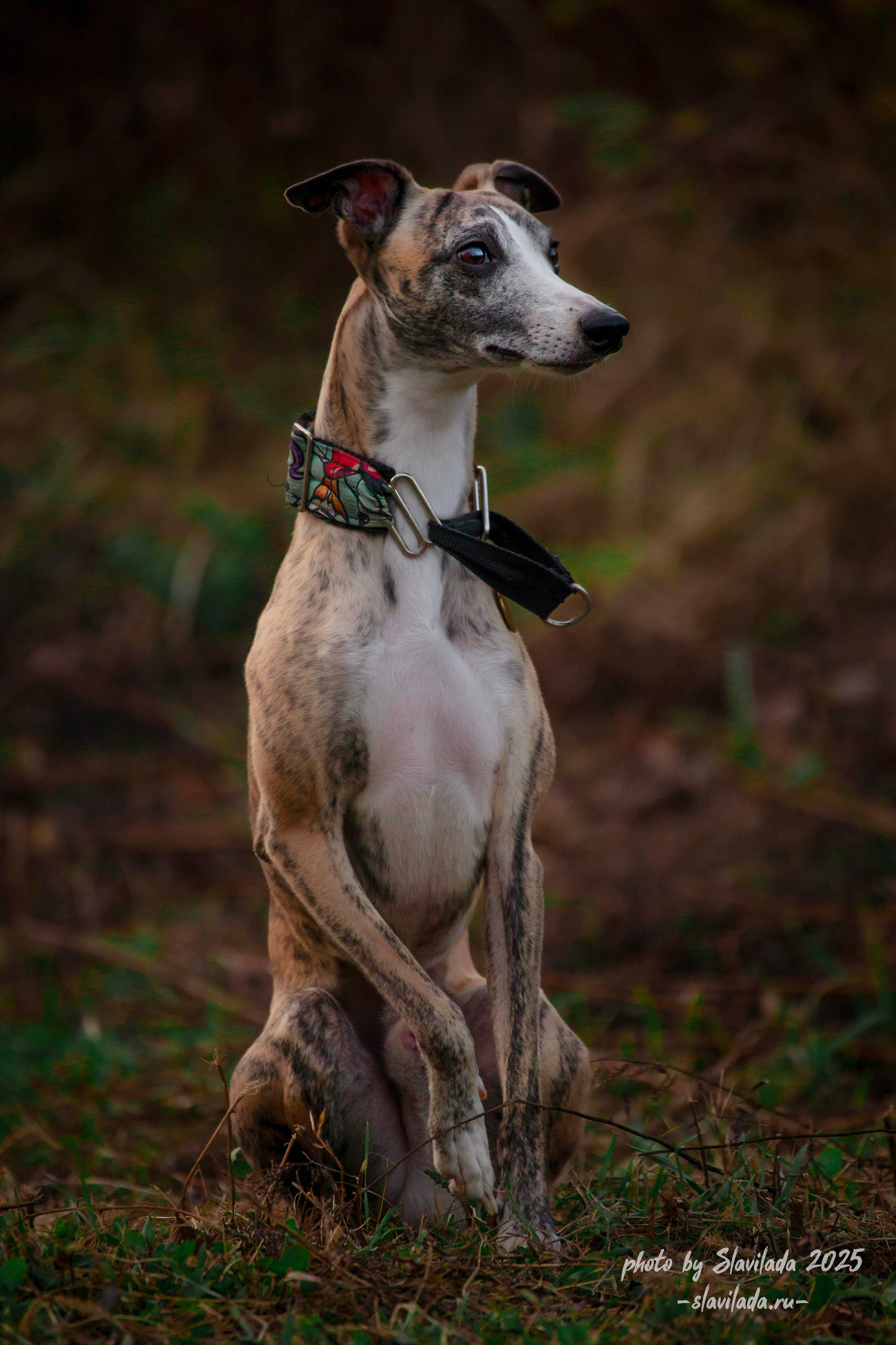 Рассвет. Slavilada-Лапки. Свет. Любовь… Профессиональная фотосессия питомцев Для памяти, пристройства и продажи. Хабаровск