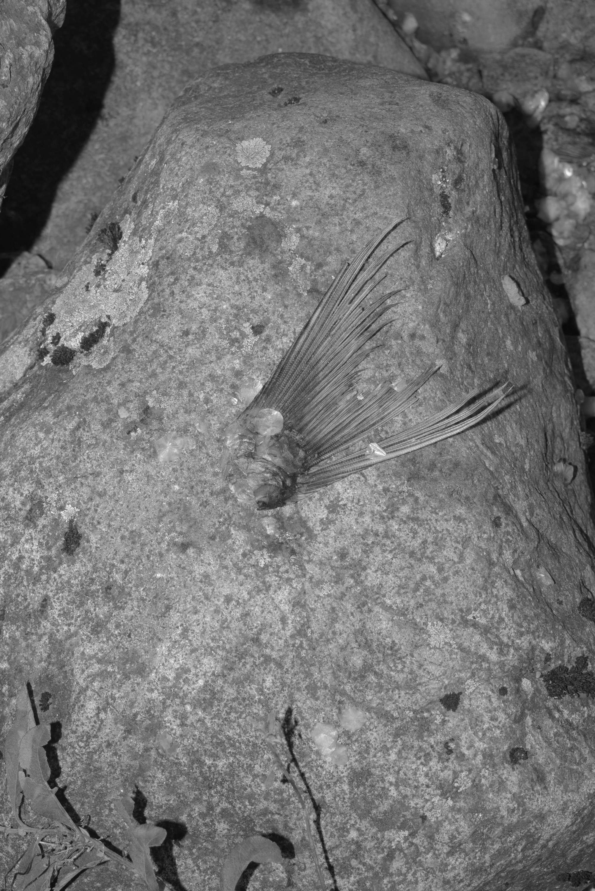 About fish. Maria Pilkevich