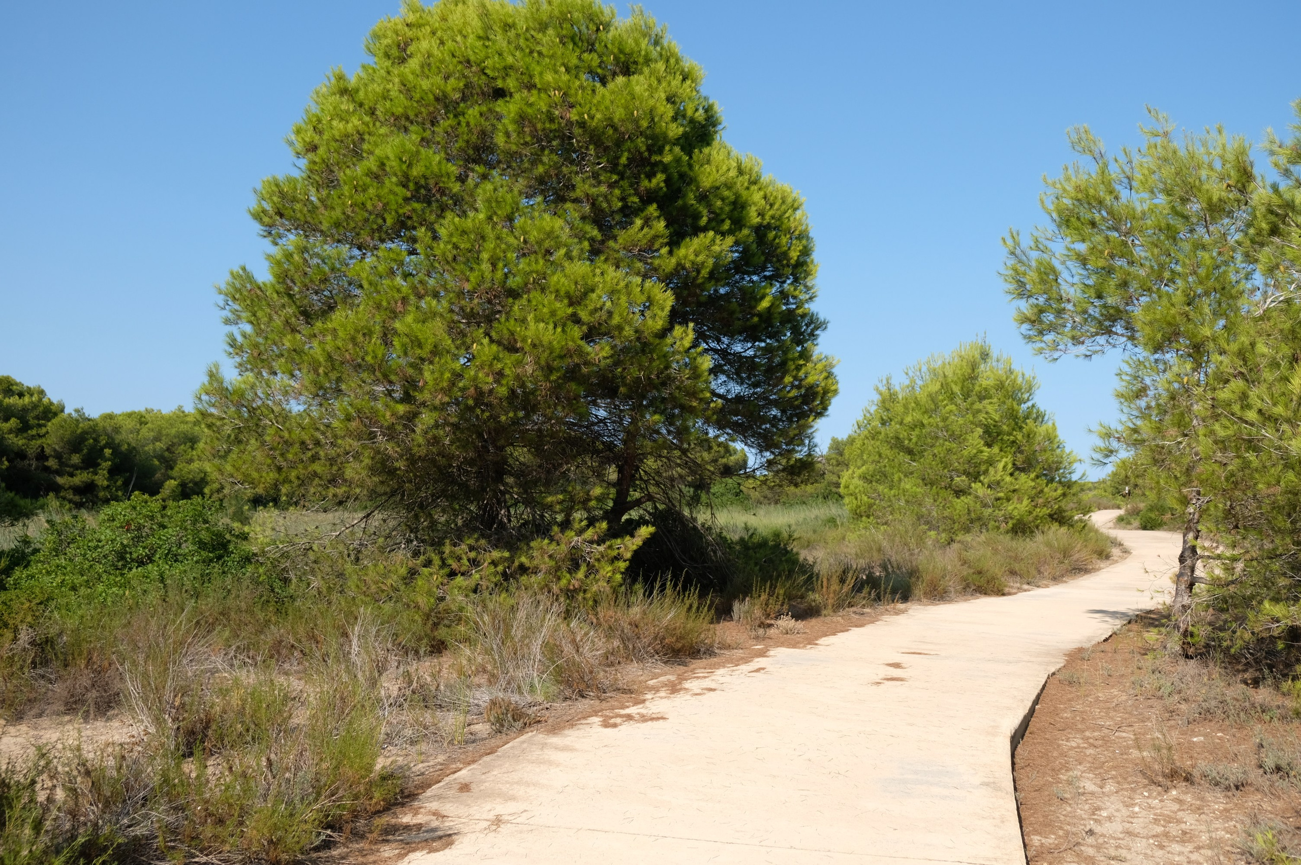 Парк Альбуфера в Валенсии (Испания). Гид и фотограф в Валенсии Новиков Михаил