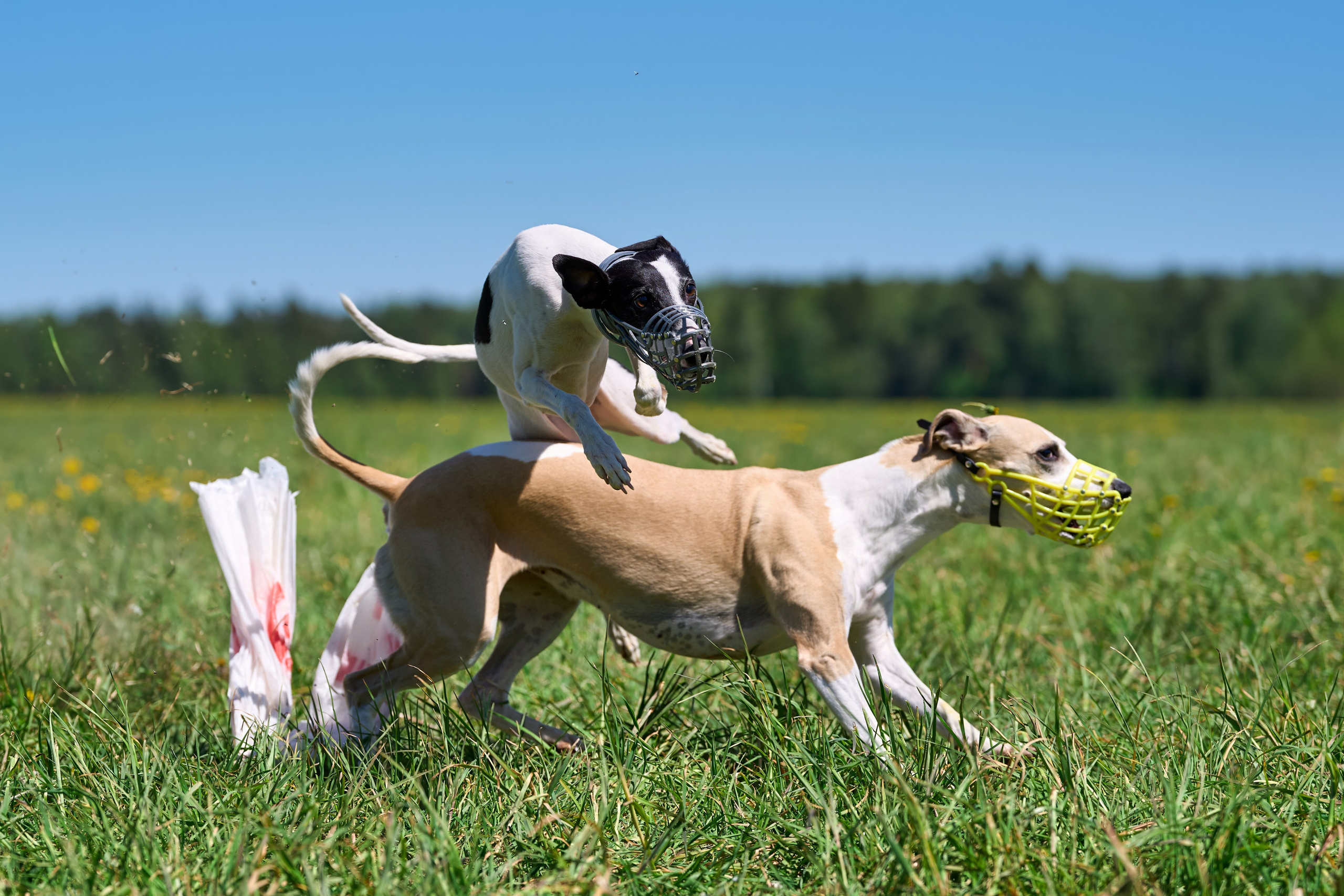 Тренировка по курсингу «на Ярославке». Фотограф-анималист Михаил Манухин