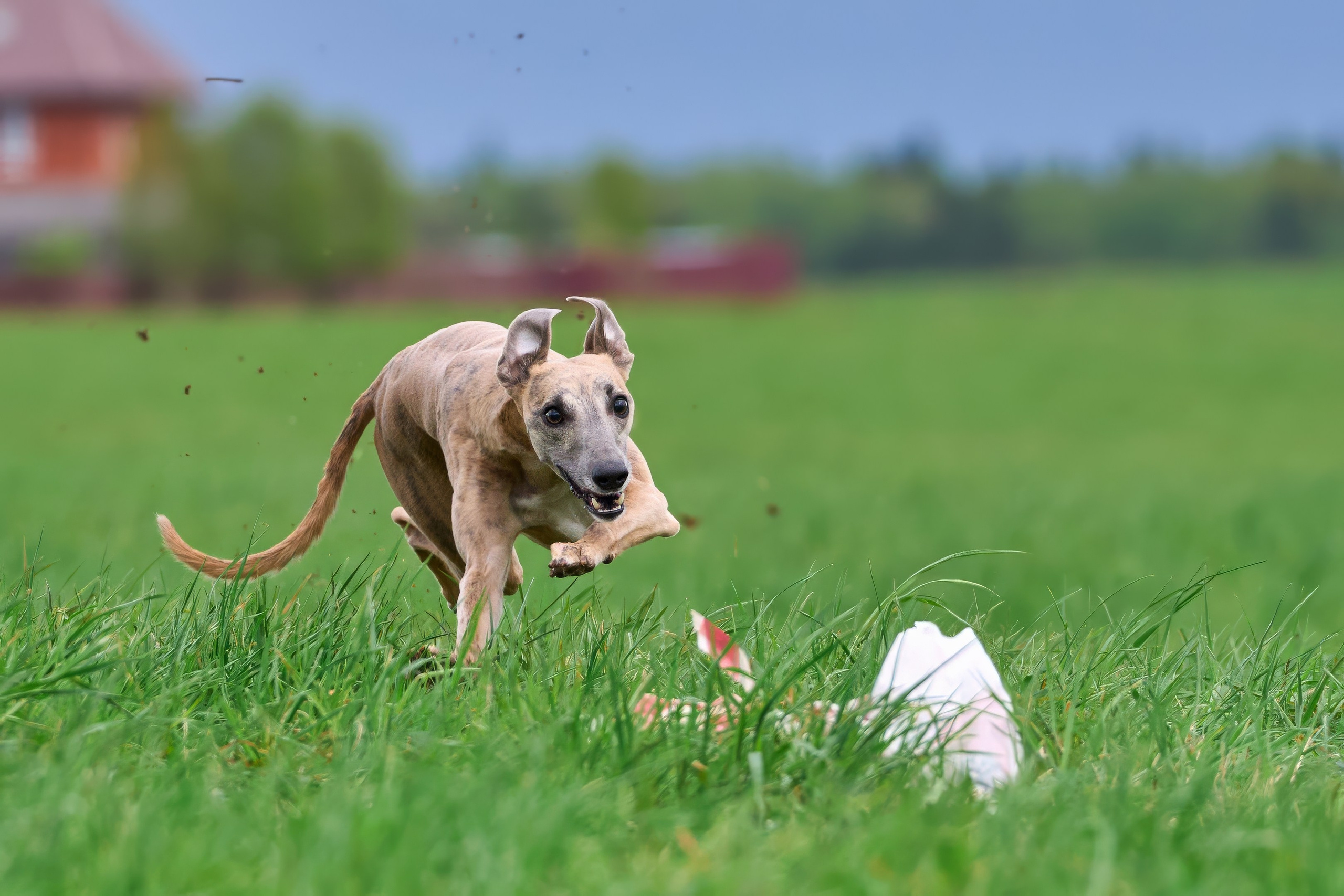 Тренировка по курсингу «на Ярославке». Фотограф-анималист Михаил Манухин
