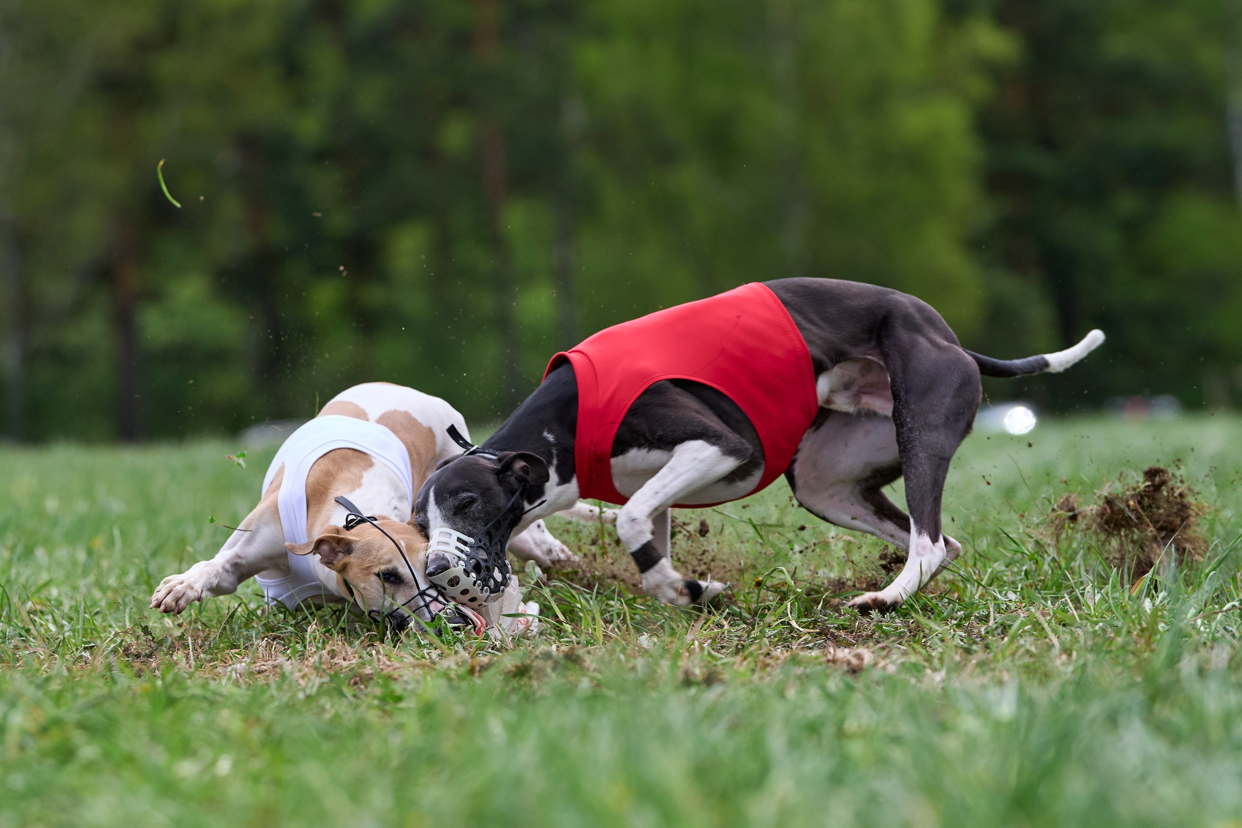 ПЧРКФ по курсингу. Фотограф-анималист Михаил Манухин