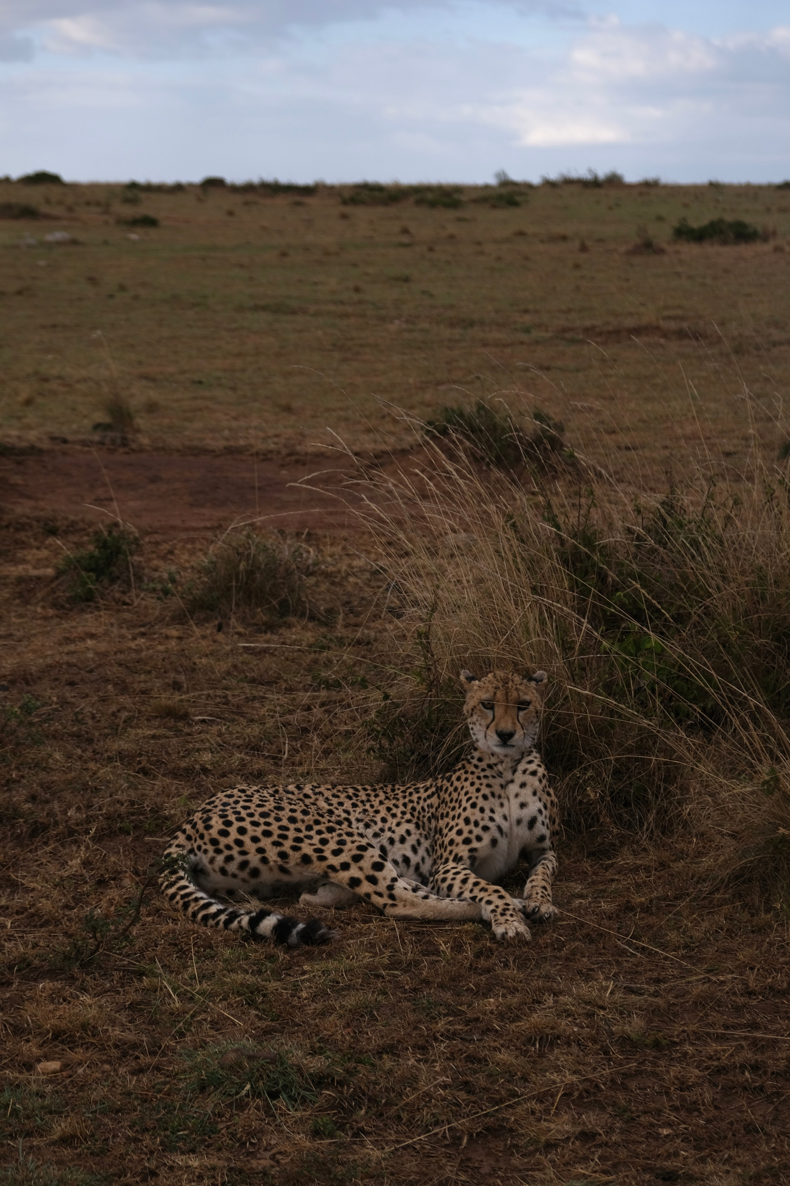 Nataresso | фотограф Москва