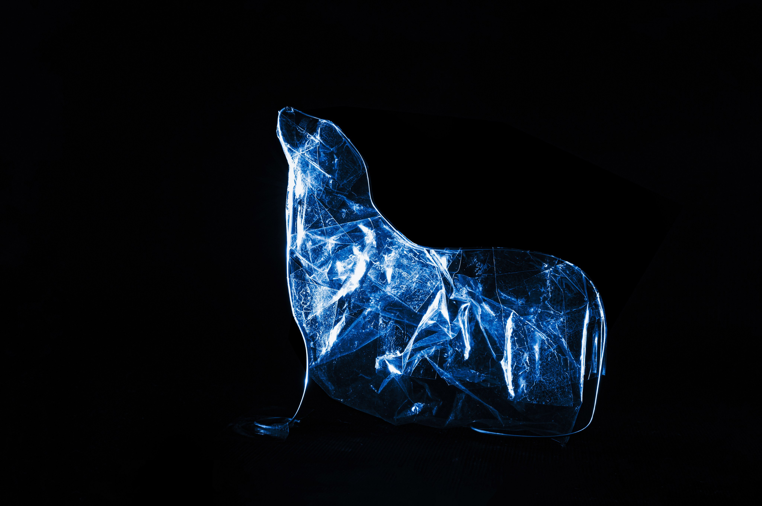 Японский морской лев - 1951.