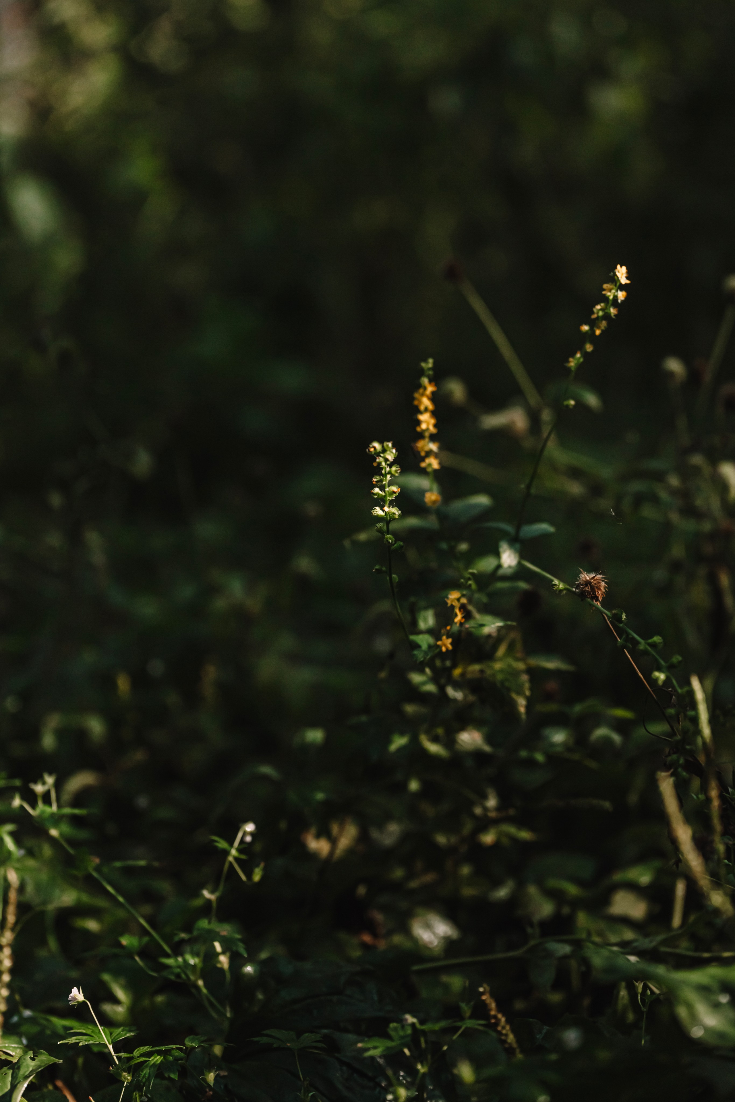 Green. Фотограф Олеся Кавлакан