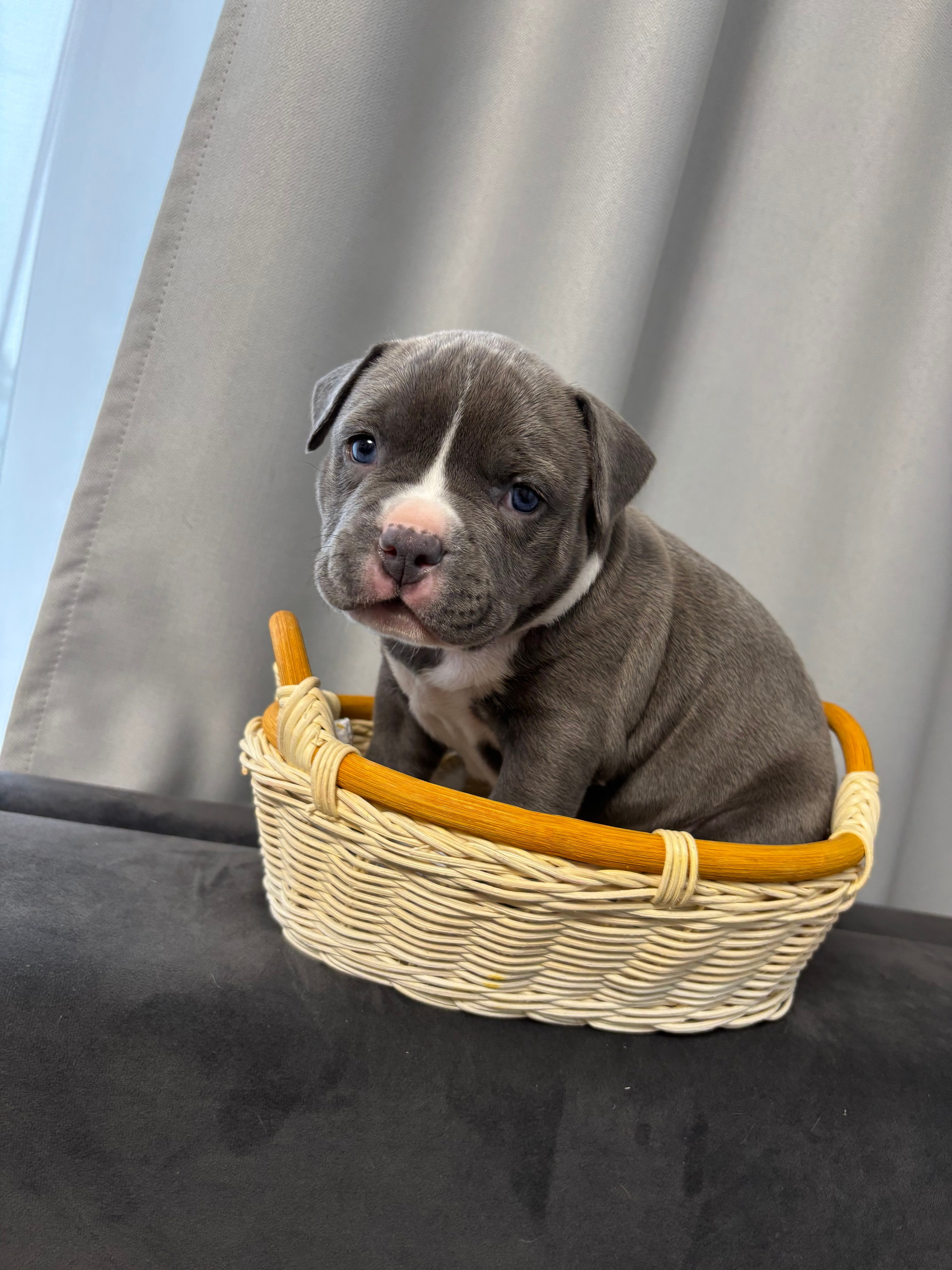 Помет Рич и Дося 04.02.25. Американский Булли в г. Ростов-на-Дону. Питомник THE POWER OF SIBERIA