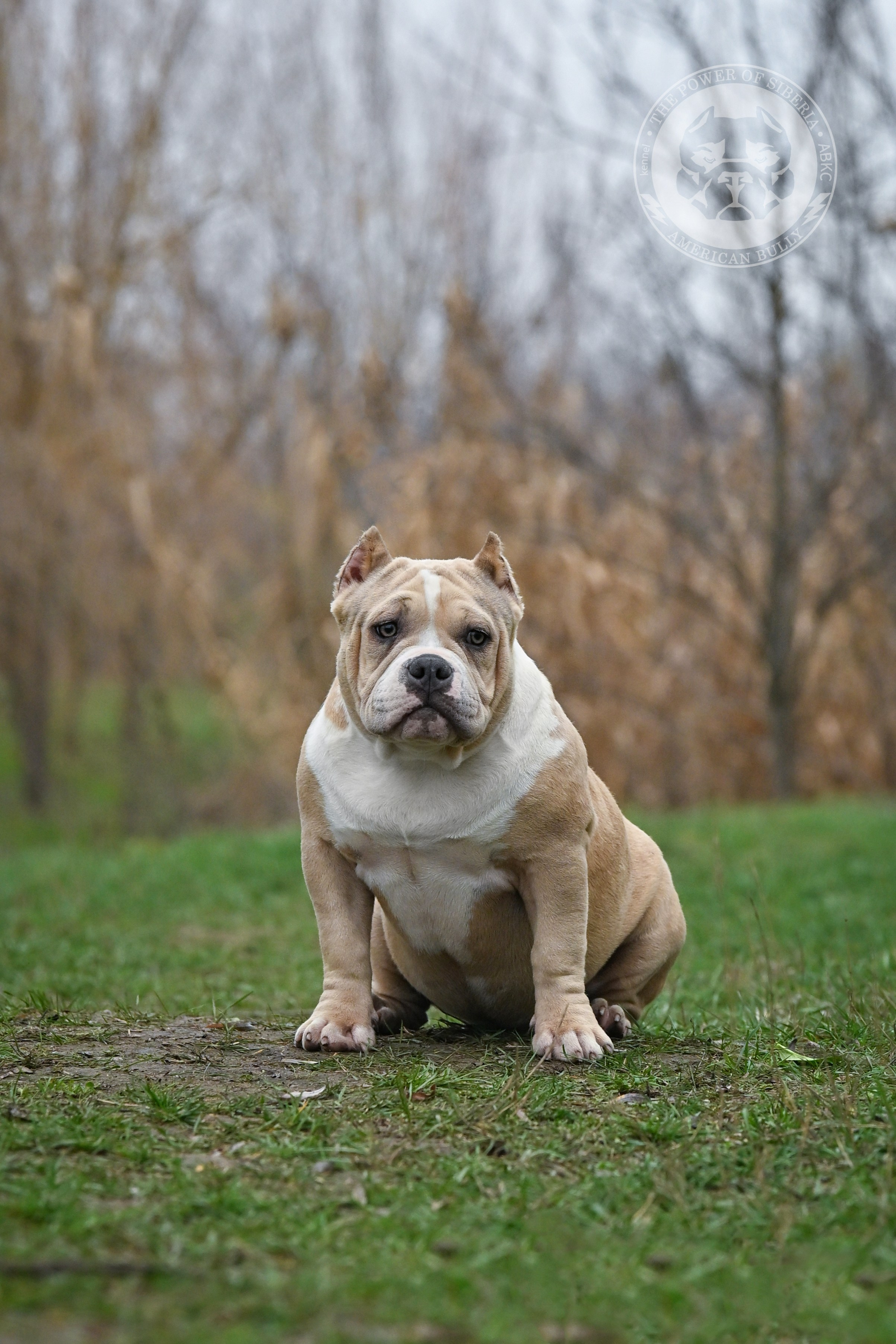 Все свободные щенки. Американский Булли в г. Ростов-на-Дону. Питомник THE POWER OF SIBERIA
