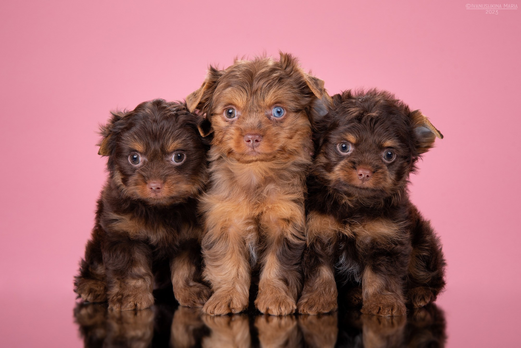 щенки йорки