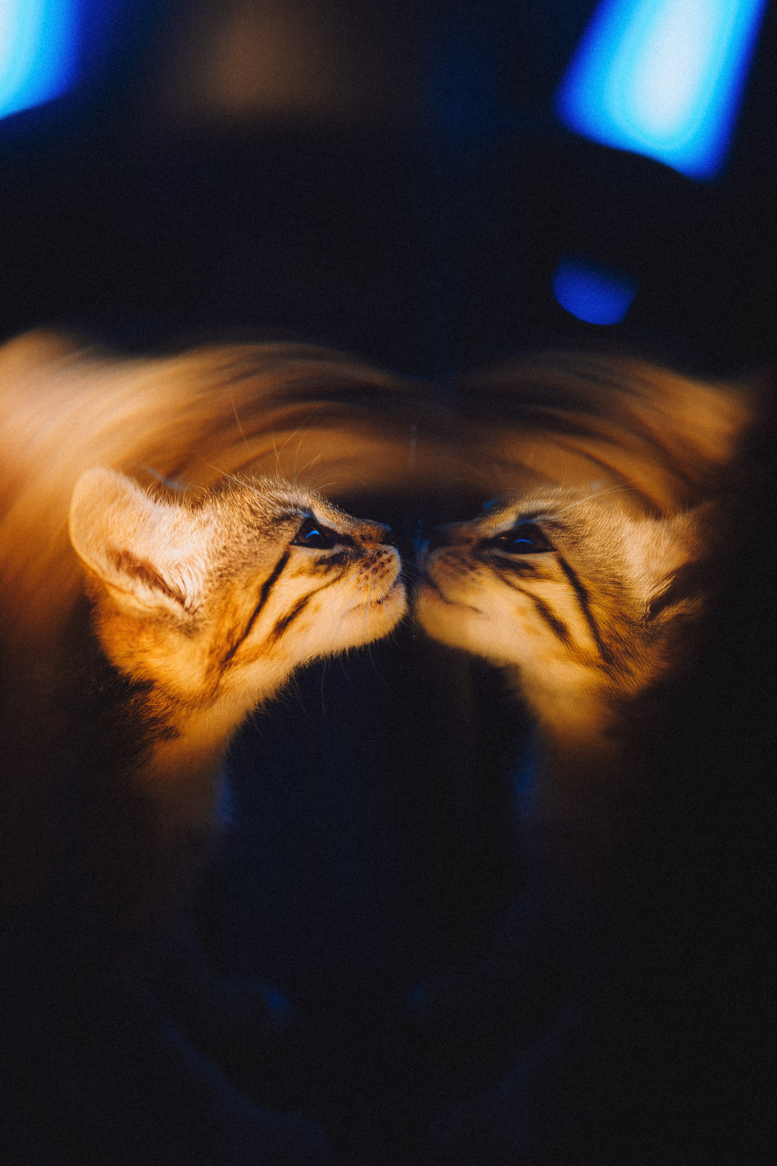 Более 30 идей для фотосессии с котенком