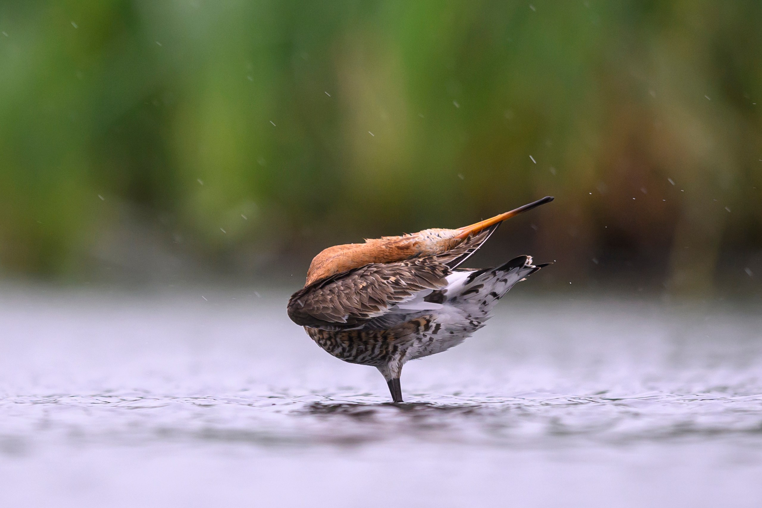 Поручейники и большой веретенник. Wildlife photography by Sergey Puponin