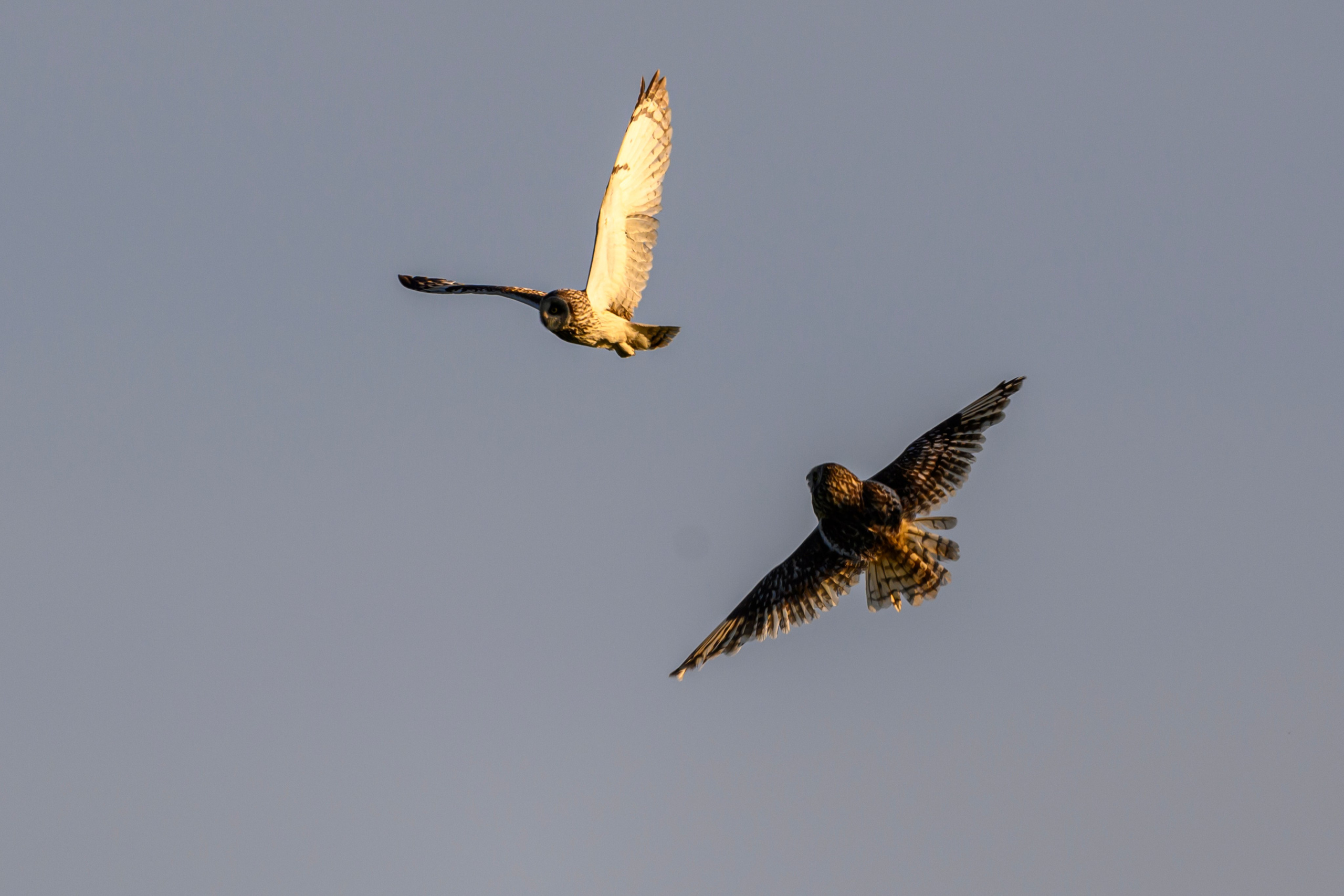 Битва сов и кормление совят. The Owl Battle and Feeding the Nestlings. Фотограф Сергей Пупонин