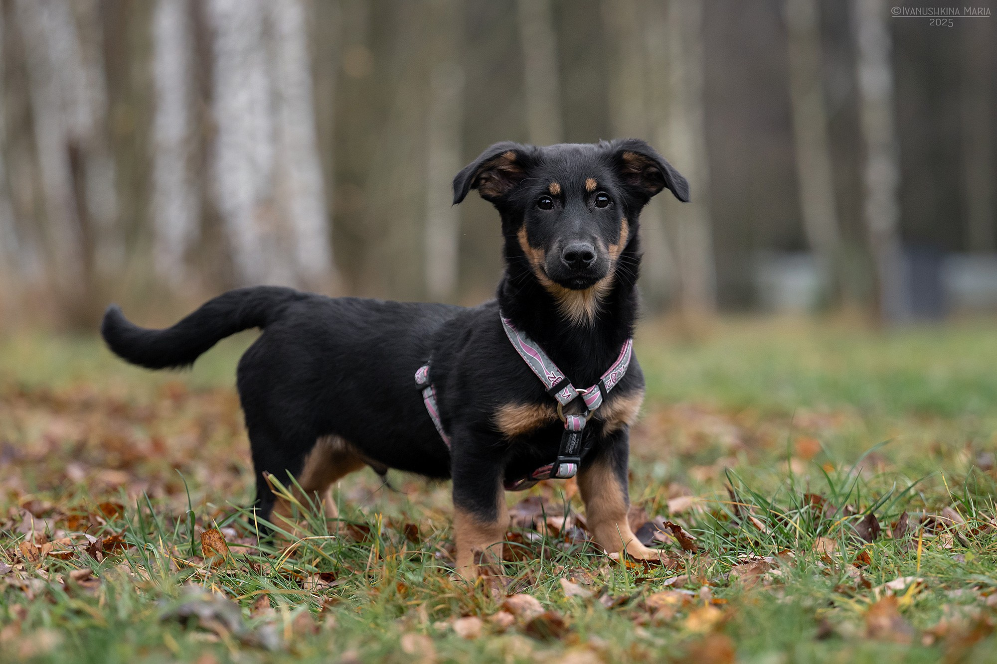 Пиарные фотосессии собак на пристройство. Фотограф собак в Москве и Московской области Иванушкина Мария