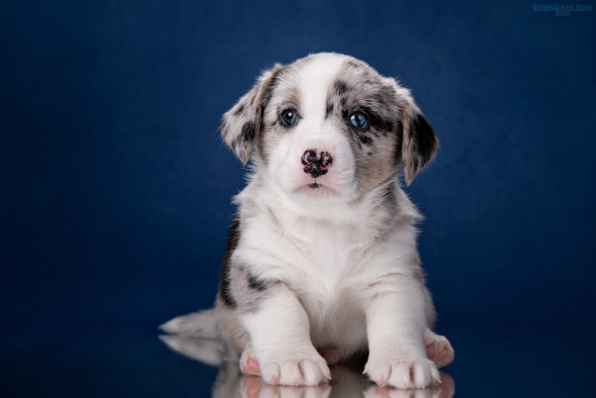 щенок вельш корги кардигана мраморный