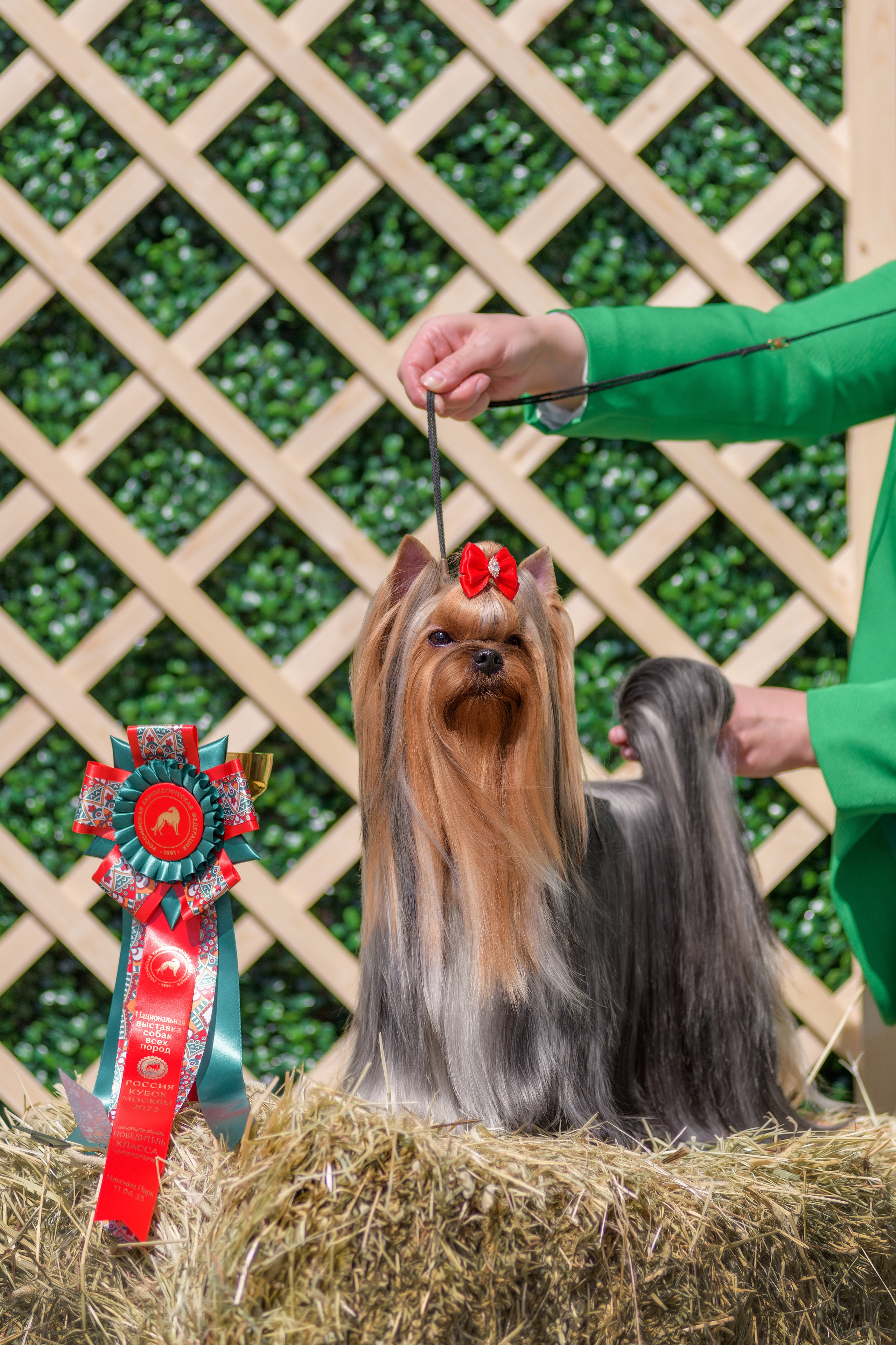 Йоркширский терьер. Выставки. Питомник Воле'Т Шоу Vole'T Shou. Йоркширский терьер — питомник йоркширских терьеров Vole'T Shou