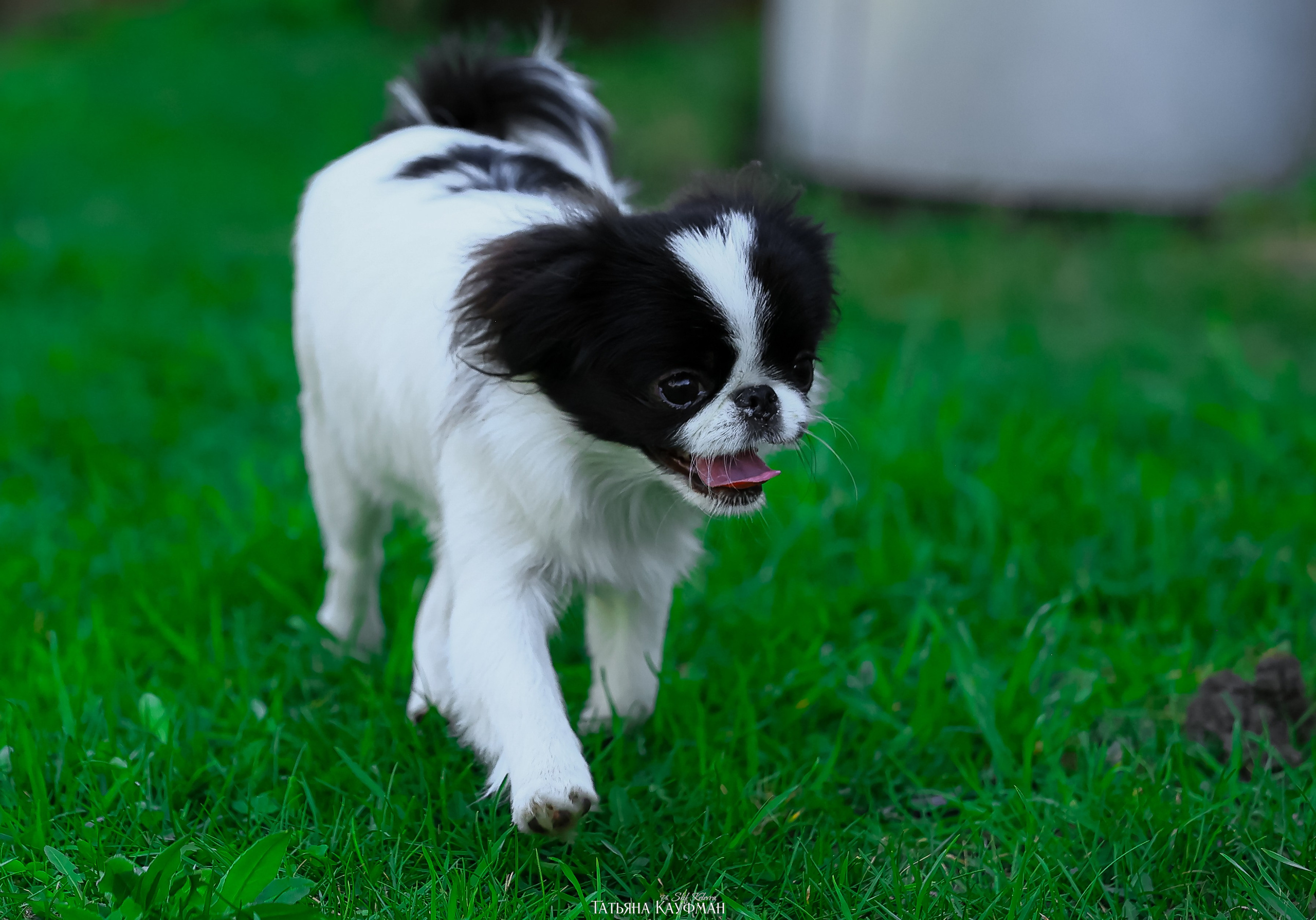 Японский хин, фотография японский хин, собака в цветах, красивая собака, фотограф анималист, фотокурс Анималистика, научиться фотографировать собак, фотограф Новосибирск