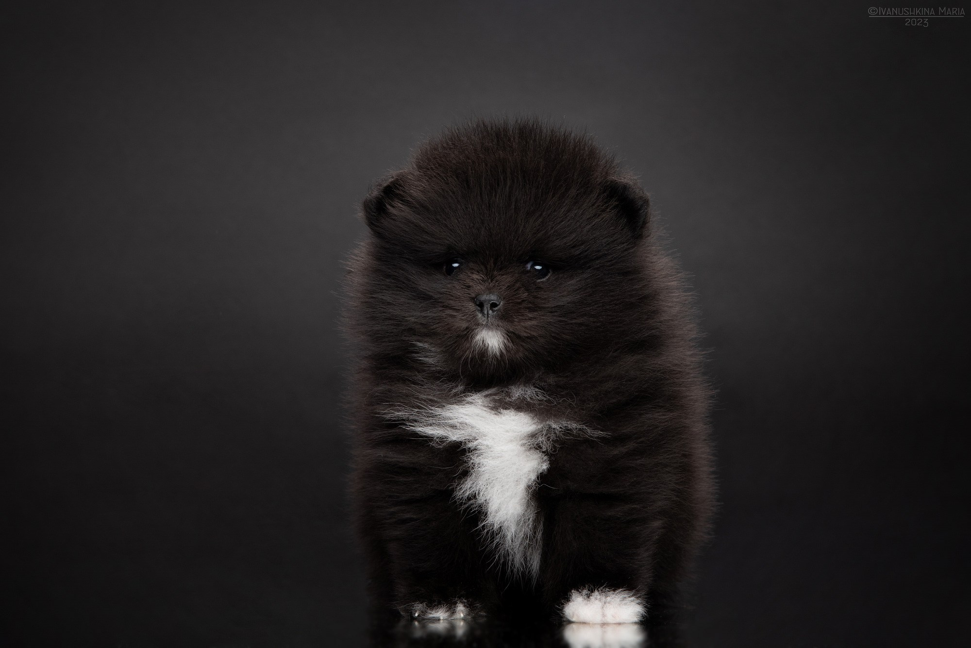 черный шпиц