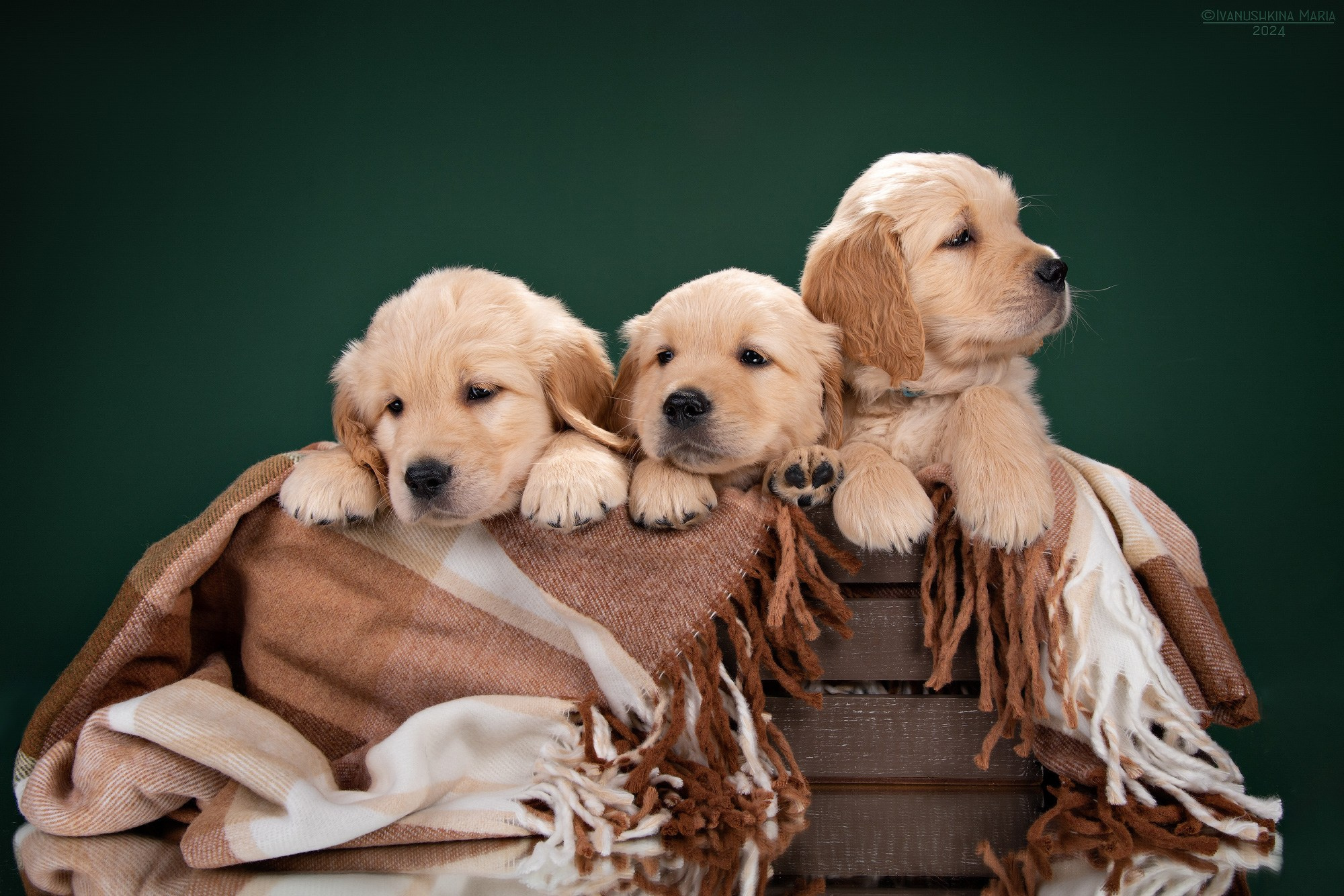 щенки голден ретривера